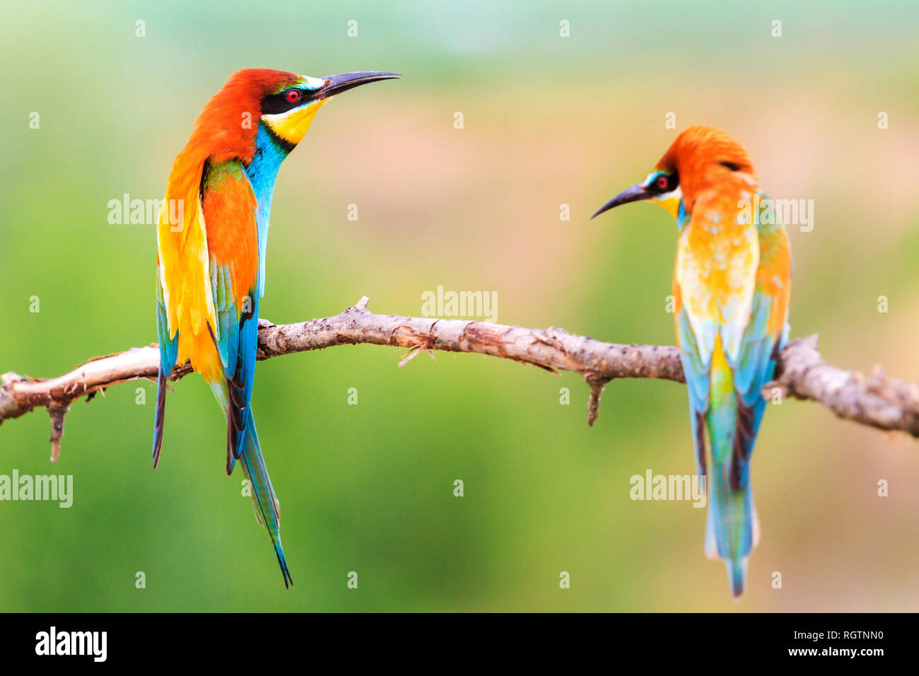Coppia di bellissimi uccelli colorati seduti su di un ramo Foto Stock