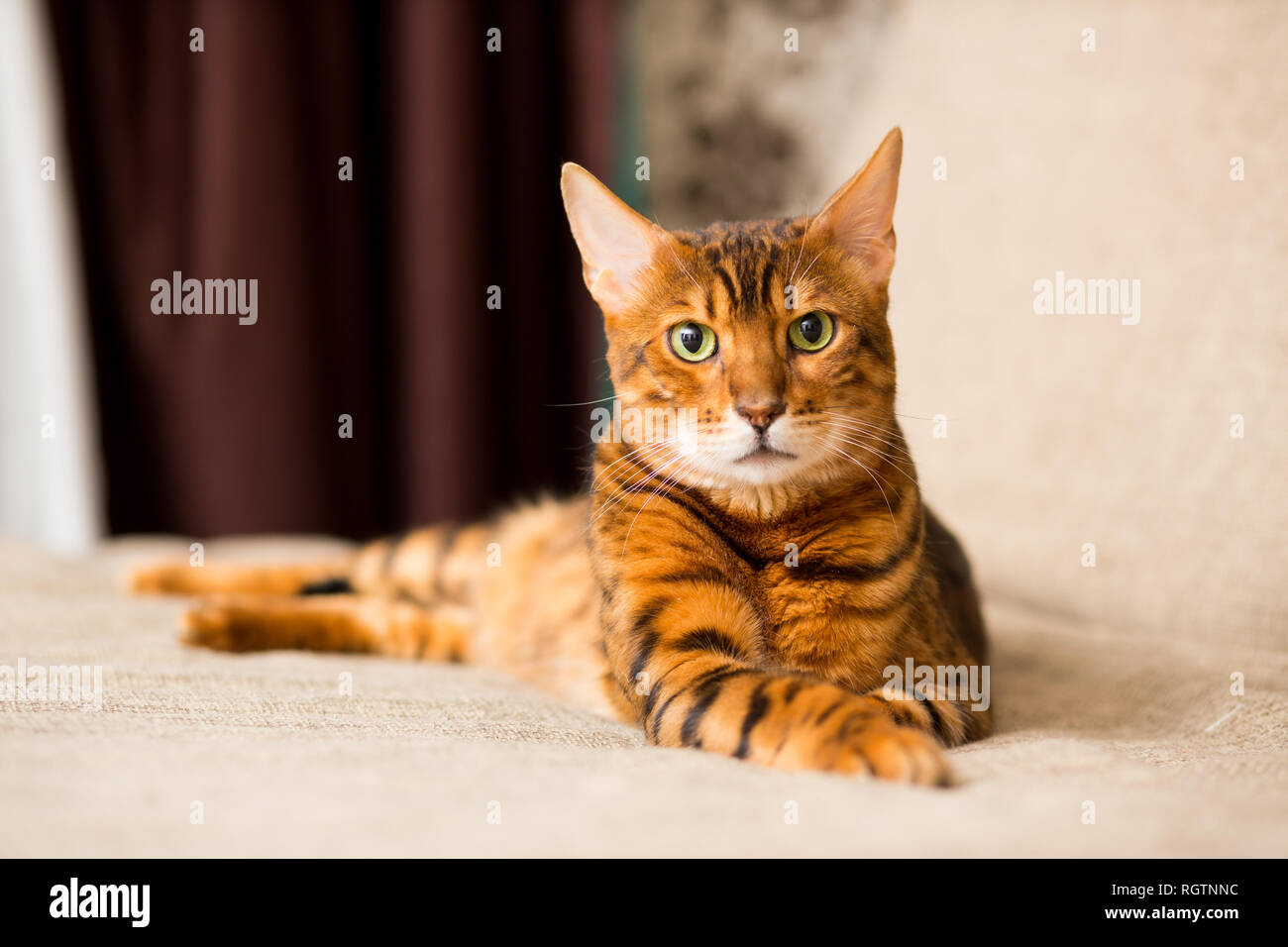 Un adulto gatto bengalese giace sul lettino stretching le sue zampe Foto Stock