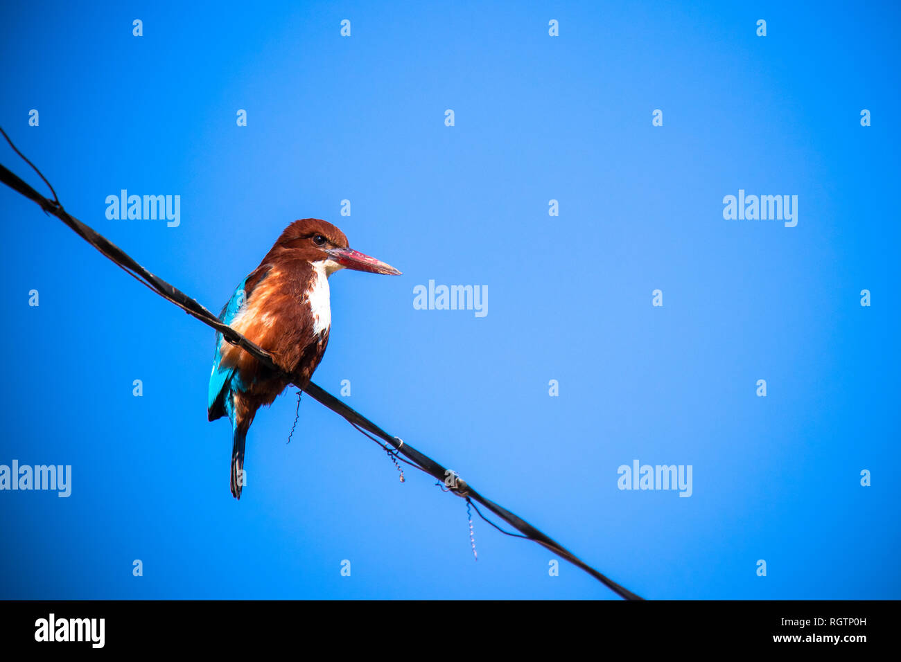 Bianco-throated Kingfisher bird isolate su cielo blu, impostazione sul cavo Foto Stock