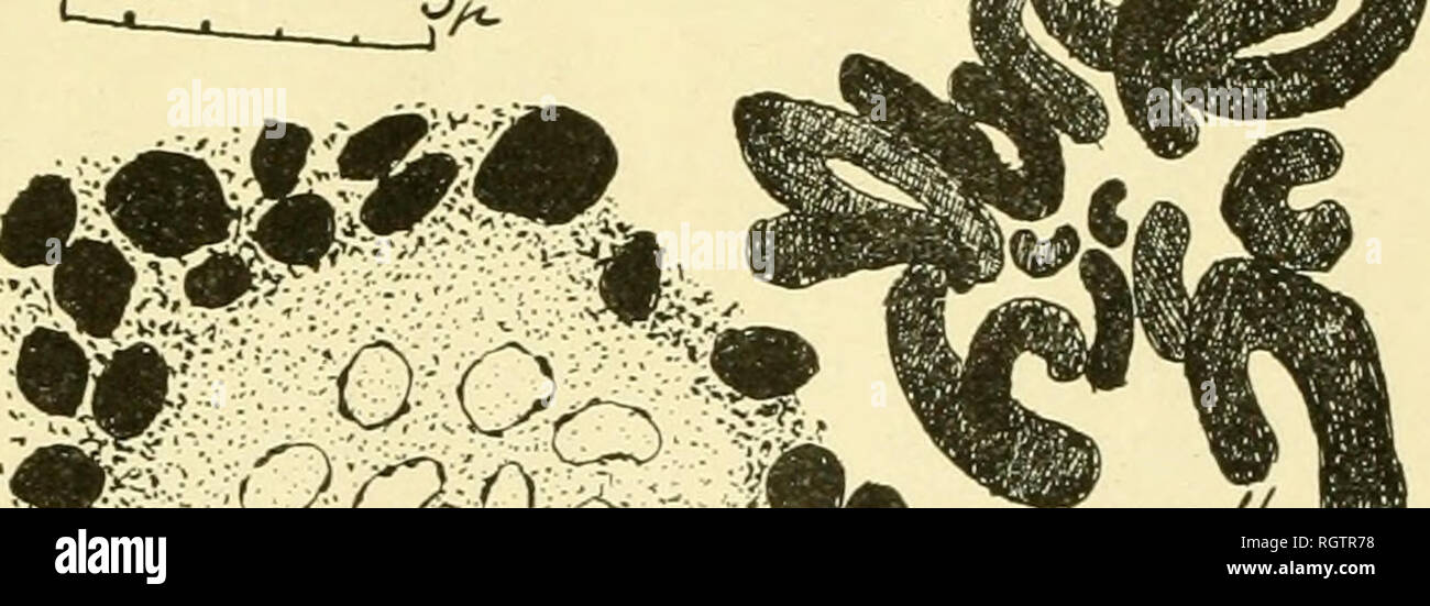 . Bollettino biologique de la France et de la Belgique. Biologia; storia naturale. . Si prega di notare che queste immagini vengono estratte dalla pagina sottoposta a scansione di immagini che possono essere state migliorate digitalmente per la leggibilità - Colorazione e aspetto di queste illustrazioni potrebbero non perfettamente assomigliano al lavoro originale. Université de Paris. Laboratoire d'evoluzione des êtres organisés. Montreuil [ecc. ] Gauther-Villars [ecc. ] Foto Stock