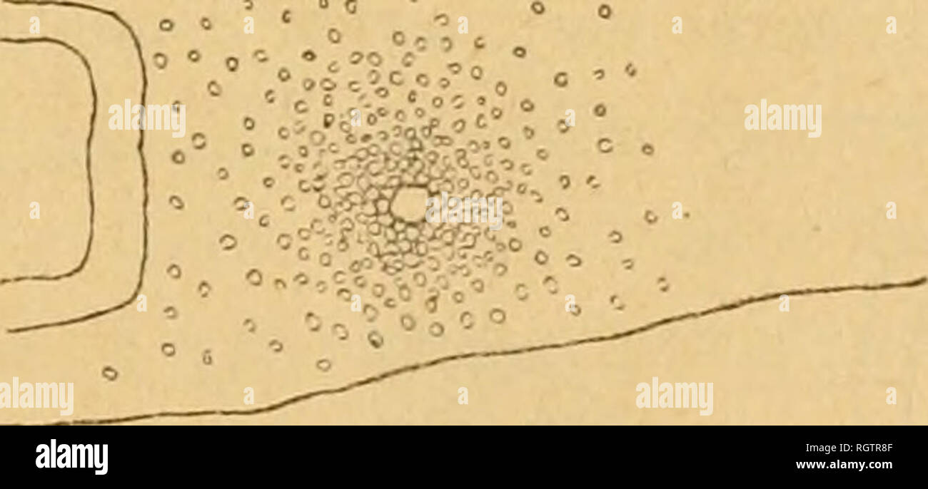 . Bollettino biologique de la France et de la Belgique. Biologia; storia naturale. La riproduzione DES PI.ANAIKES TUICLADE^ 461 noleggiare l'aspetto dÃ©linililiiirclles prÃ©scnlont chez l'adulle (fine l'on peut consi- dÃ©rer comme reprÃ©senlant onu stade IXj.. Les gonades et l'appareil copulatenr dont rÃ©rivoluzione Ã©tait jusqu'ici tout Ã lait indÃ©pendante, se mettent en relazione par les oviductes et les canaux dÃ©i'Ã©fitti. Cette formazione autononie des deux parti de l'appareil gÃ©nital nous permet d'assimiler, comme nous l' avons t'ait plus liaut, rap[)areil copulaleur (et muscolo-giandulaire) Ã ONU vÃ©rit Foto Stock