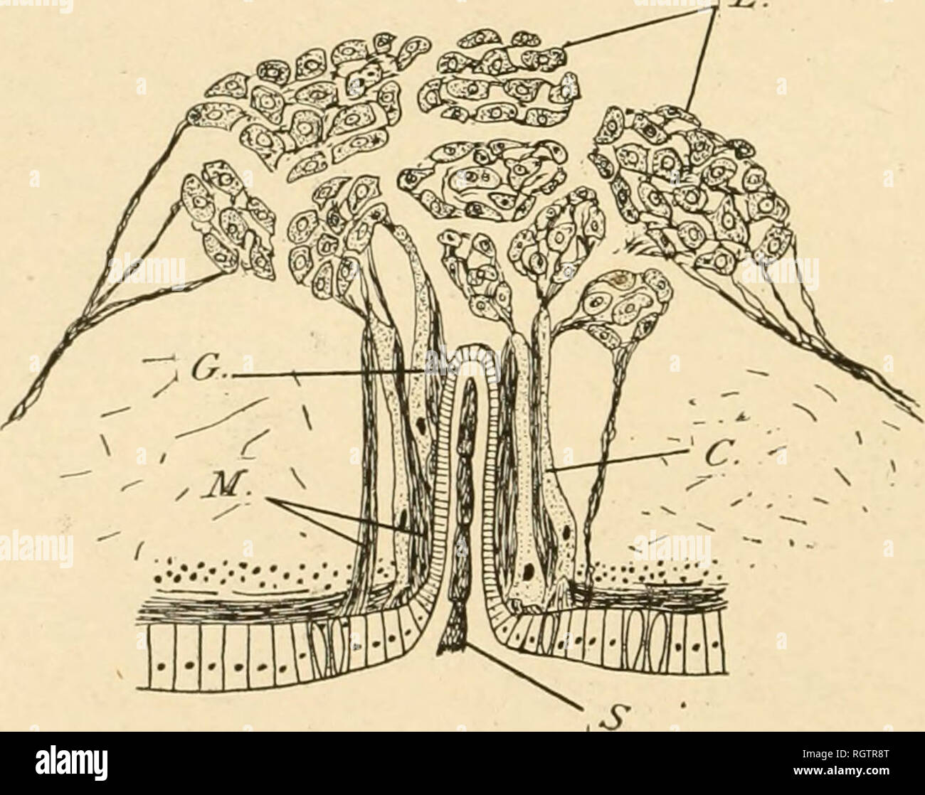 . Bollettino biologique de la France et de la Belgique. Biologia; storia naturale. 324 C. PIC ADO. forte membrana et la face libre de chacune des cellules de cet Ã©pithÃ©lium est fortement convexe (fig. 37). CoGNETTi un remarquÃ© que la grande cavitÃ© du rÃ©ceptacle ne renferme pas de spermatozoÃ¯des et que ceux-ci, viennent au contraire, se fixer aux parois de l'ampolla. Il est alcuni, En effet, que les spermatozoÃ¯des possÃ©dant une queue ne se trouvent fixÃ©s qu'aux parois des fiale (fig. 37) et jamais fixÃ©s aux parois des Canaux des boursouflures, ni aux parois de la cavitÃ© principale du Foto Stock