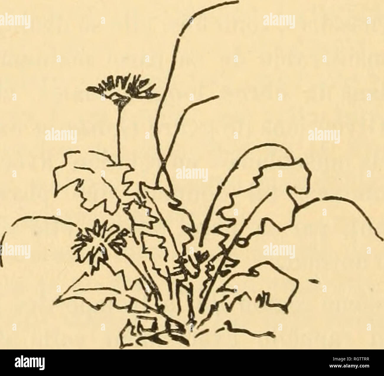 . Bollettino biologique de la France et de la Belgique. Biologia; storia naturale. 444 CHARLES GRAVIER. Deux caractÃ¨res de la trompe des GlycÃ©riens donnent toutefois Ã ces animaux une luogo un peu Ã parte parmi les PolychÃ¨tes errants et carnassiers : 1" Le dÃ©veloppement Ã©norme du systÃ¨me nerveux proboscidien qui peut Ãªtre aisÃ©ment suivi jusque dans le ventricule, partie terminale de la trompe, et, corrÃ©lativement, l'importanza excep- tionnelle des ganglions de renforcement situÃ©s Ã divers niveaux, mais particuliÃ¨rement remarquables au sommet de la rÃ©gion moyenne ; ce dÃ©veloppemen Foto Stock