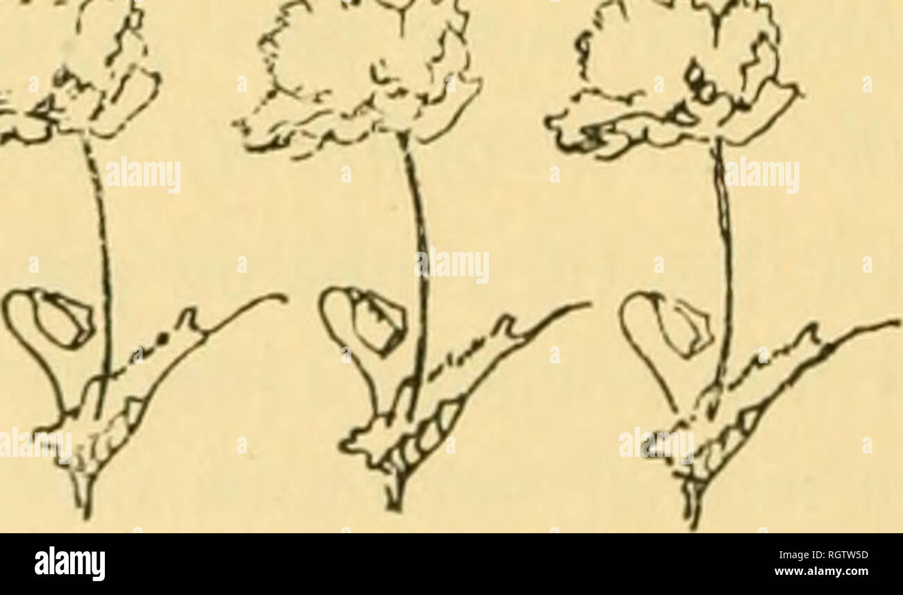 . Bollettino biologique de la France et de la Belgique. Biologia; storia naturale. 270 MARCEL MIRAXDE. dans les lubrifica criblés eux-mêmes. En outre le Sens du courant, dans les lubrifica criblés de la plante parassita, est certainement ascendente, auto les matériaux nutritifs puisés par une région baustoriale gagnent ne pas les parti- inférieures de la tige qui se flétrissent au bout d'onu temps piu o meno lunga, mais les parti supérieures qui croissent avec rapidité. L'élude des plantes parassiti, comme la Cuscute, pourra donc apporter quelque lumière sur le rôle, encore défini incomplètement, des Foto Stock