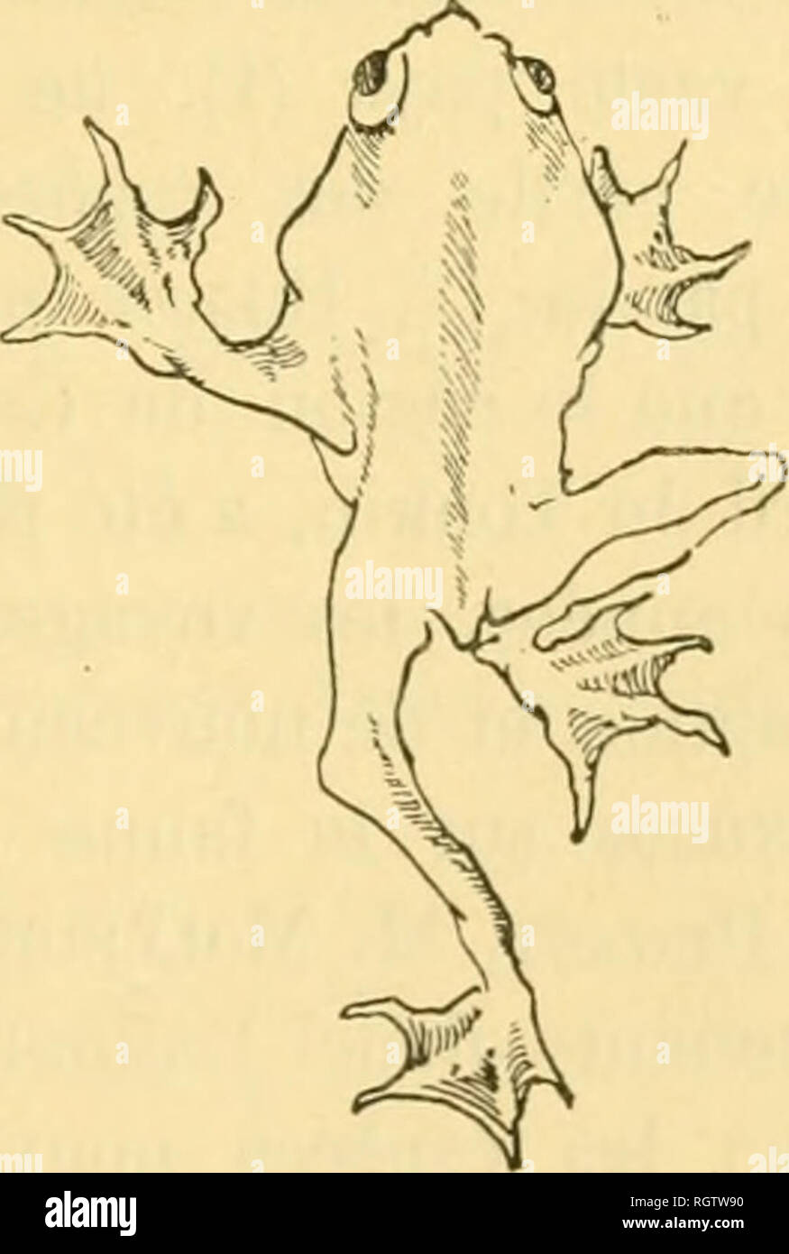 . Bollettino biologique de la France et de la Belgique. Biologia; storia naturale. Note SUR LA faune du Haut-TONKIN. 309 3Â° La glande testiculaire est doppio. Il y a deux canaux dÃ©fÃ©affitti qui viennent s'unir sur In faccia dorsale en onu canal dÃ©fÃ©affitto commun pour aboutir Ã ONU gÃ dei pori©nital unico commun aux produits mÃ¢les et femelles ; 4" Le systÃ¨me excrÃ©teur aprÃ¨s s'Ãªtre prÃ©sentÃ© sous forme d'onu gros tronc mÃ©dian et postÃ©rieur, se divise en deux rami latÃ©rales principales qui remontent jusque dans la partie antÃ©rieure du corps et Ã©mettent de chaque cÃ'tÃ© de alette ramuscul Foto Stock