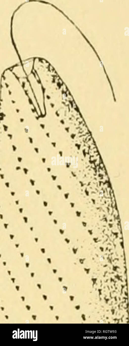 . Bollettino biologique de la France et de la Belgique. Biologia; storia naturale. LE TRICHOMONAS INTESTINALIS. 193. La grosse extrÃ©mitÃ© du corps, antÃ©rieure })enclaut la locoinotiou, porte les flagelluins, soit au pí'le ou plus souvent en arriÃ¨re, sur la faccia dorsale. Le modalità d'inserimento de ces filamenti locomoteurs mÃ©rito d'Ãªtre Ã©tudiÃ© avec onu soin particulier. En effet, pour le Trichomonas vagmalis (1) j'ai dÃ©crit autrefois, prÃ¨s de la base de ces, filamenti di orifizio onu infundibuliforme buccale, dÃ©jÃ vu par DonnÃ©, donnant entrÃ©e dans une sorte de tubo analogo Åsophagien Ã ce qu'on Foto Stock