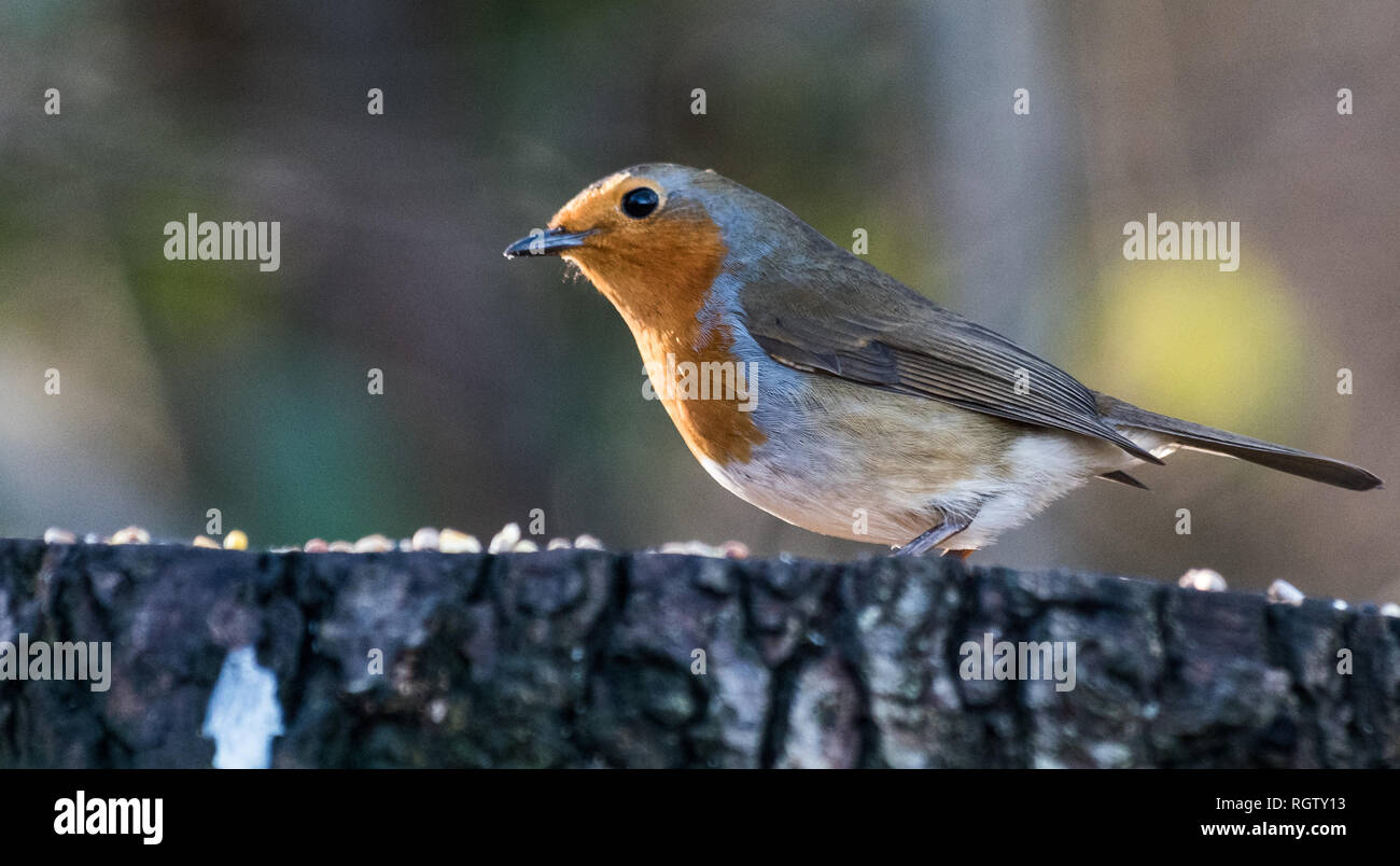 Robin Redbreast Foto Stock