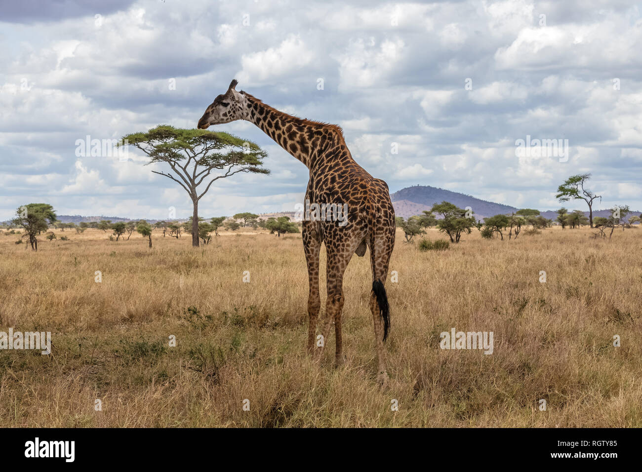 Il Serengeti è uno dei più popolari di riserve naturali in tutto il mondo ed è anche un Sito Patrimonio Mondiale dell'UNESCO. È casa di una varietà di animali. Foto Stock