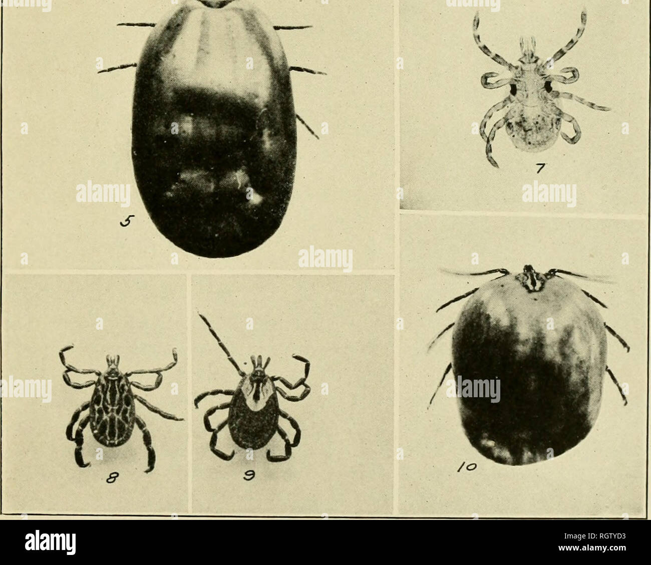 . Bollettino. Insetti; pesti di insetto; Entomologia; insetti; pesti di insetto; Entomologia. . / '^X. L'Iguana Tick, Amblyomma dissimile, e la costa del Golfo del Messico Tick, Amblyomma maculatum. Amblyomma dissimile: Fig. 1.-Unengorged larva. Fig. 2.-Unengorged njTnph (balsam mount). Fig. 3.-maschio, vista dorsale. Fig. 4.-Unengorged femmina, vista dorsale. Fig. 5.-completamente congestioni femmina (vivo). Amhlyumma maculatum: Fig. 6.-Unengorged larva. Fig. ".-Unengorged nymph (balsam mount). Fig. 8.-maschio, vista dorsale. Fig. 9.-Unengorged femmina, vista dorsale. Fig. 10.-congestioni femmina, vista dorsale. (Originale). Si prega di notare che Foto Stock