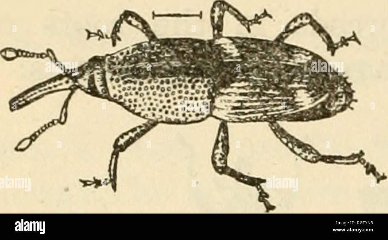 Agli Dissezione Insetti 200 Aghi Da Entomologia - Pin Per Insetti, Acciaio Inossidabile, Per Collezioni E Laboratorio Attrezzatura Laboratorio Biologia