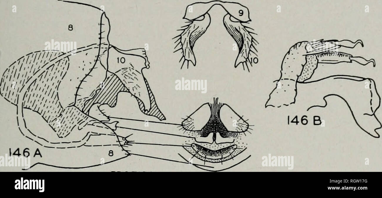 . Bollettino. Storia naturale; storia naturale. Agosto, 1944 Ross: Caddis mosche di Illinois 41 Maggio 26, 1940, Mohr &AMP; Burks, 1 s . Eddy- viLLE, Lusk Creek: Giugno 1, 1940, B. D. Burks, 9S. Eichorn: Maggio 11, 1935, C. O. Mohr, 43. Erode: Maggio 29, 1928 T. H. Frison, 1 $ ; Gibbons Creek, 29 maggio 1928, T. H. prigione, 3 3 ; Maggio 10, 1935, C. O. Mohr, 3 3,19; 29 maggio 1935, Ross &AMP; Mohr 3, 3, 7? ; Luglio 11, 1935, Ross &AMP; DeLong, 3 ; il 1 maggio, 1936, Ross &AMP; Mohr, 3 3,19; 12 maggio 1936, Mohr &AMP; Burks, 73, 39; 29 maggio 1936, Ross &AMP; Mohr, 1 9 ; 13 maggio 1937, Frison &AMP; Ross, 3 3, 79. Protoptila Ba Foto Stock