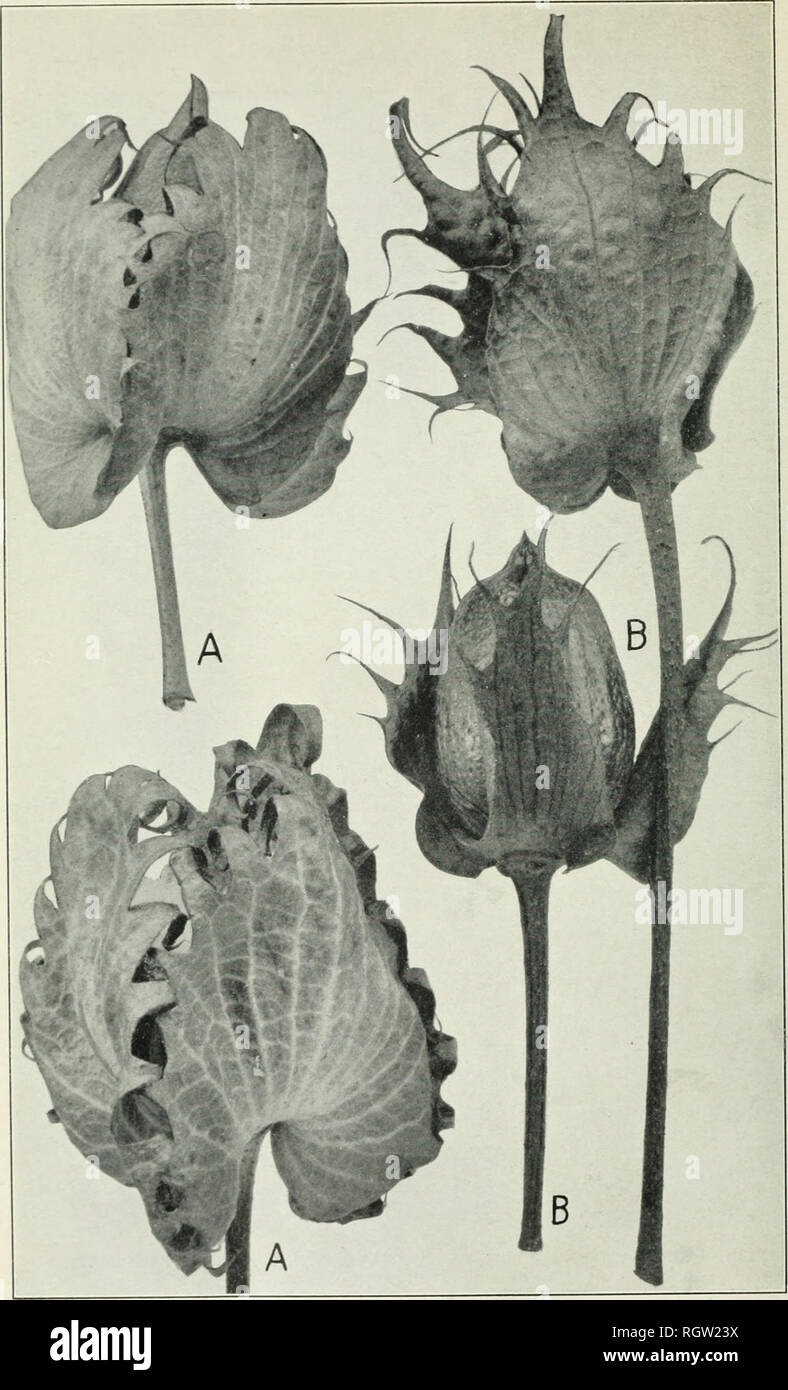 . Bollettino. 1901-13. Agricoltura; l'agricoltura. Bui. 256, Ufficio di presidenza di impianto indust^, U. S. Dipartimento di Agricoltura. Piastra II.. Involucres da due impianti di Egyptian-Upland ibridi: A. normale; B, anormale. (Natviral dimensioni.). Si prega di notare che queste immagini vengono estratte dalla pagina sottoposta a scansione di immagini che possono essere state migliorate digitalmente per la leggibilità - Colorazione e aspetto di queste illustrazioni potrebbero non perfettamente assomigliano al lavoro originale. Stati Uniti. Ufficio di presidenza dell'impiantistica industriale, suoli, e ingegneria agricola. Washington Govt. Stampa. Spento Foto Stock