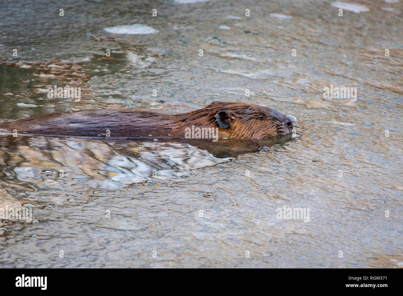 North American Beaver tranquillamente floating tra superficie di ghiaccio in inverno lo stagno, Castle Rock Colorado US. Foto scattata a gennaio. Foto Stock