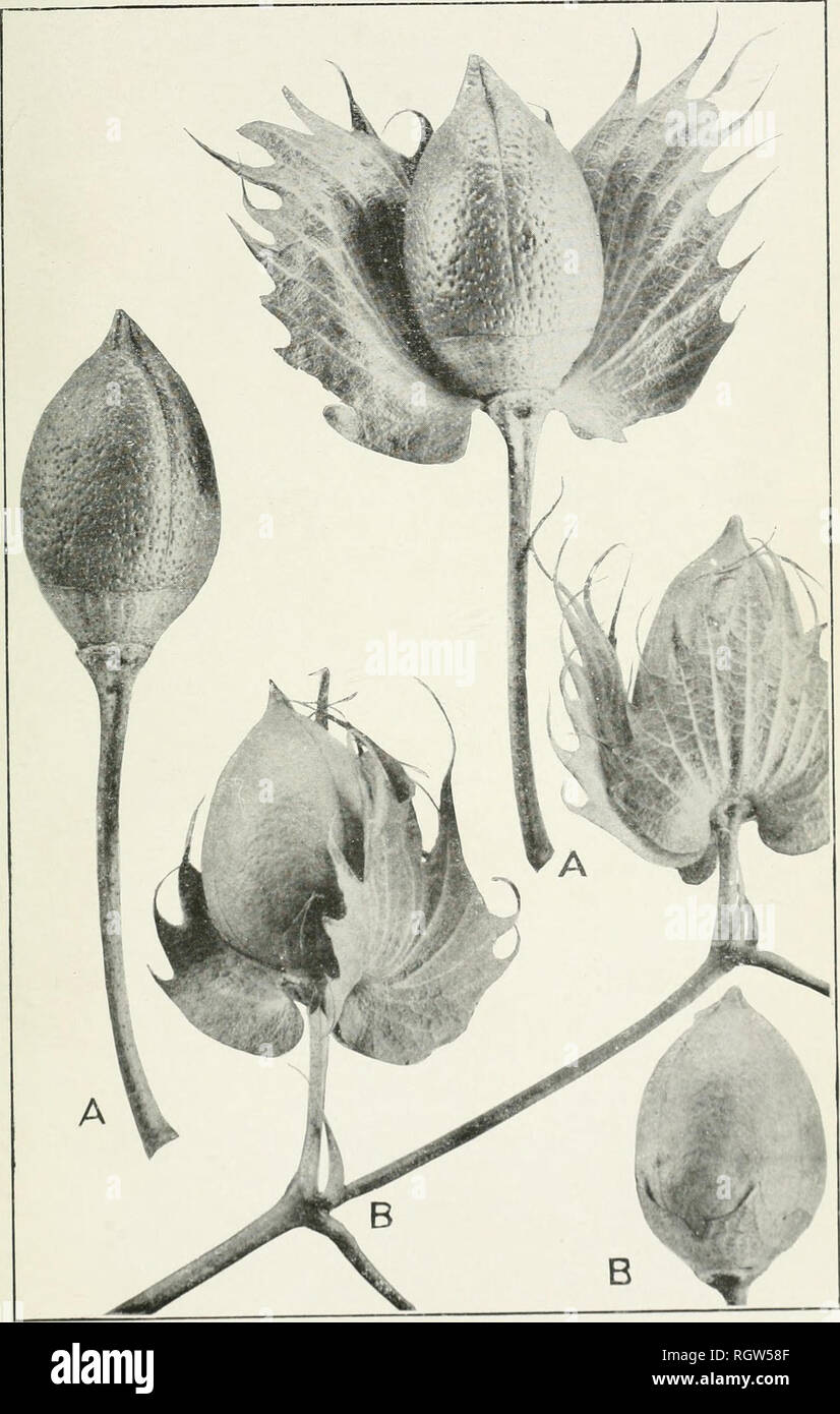 . Bollettino. 1901-13. Agricoltura; l'agricoltura. Bui. 2 10, Bureau dell'impiantistica industriale, U. S, Dipartimento di Agricoltura, piastra VI.. Bolls di cotone: un, egiziano; B, Hindi. (Niiluriil Mizc.). Si prega di notare che queste immagini vengono estratte dalla pagina sottoposta a scansione di immagini che possono essere state migliorate digitalmente per la leggibilità - Colorazione e aspetto di queste illustrazioni potrebbero non perfettamente assomigliano al lavoro originale. Stati Uniti. Ufficio di presidenza dell'impiantistica industriale, suoli, e ingegneria agricola. Washington Govt. Stampa. Spento Foto Stock