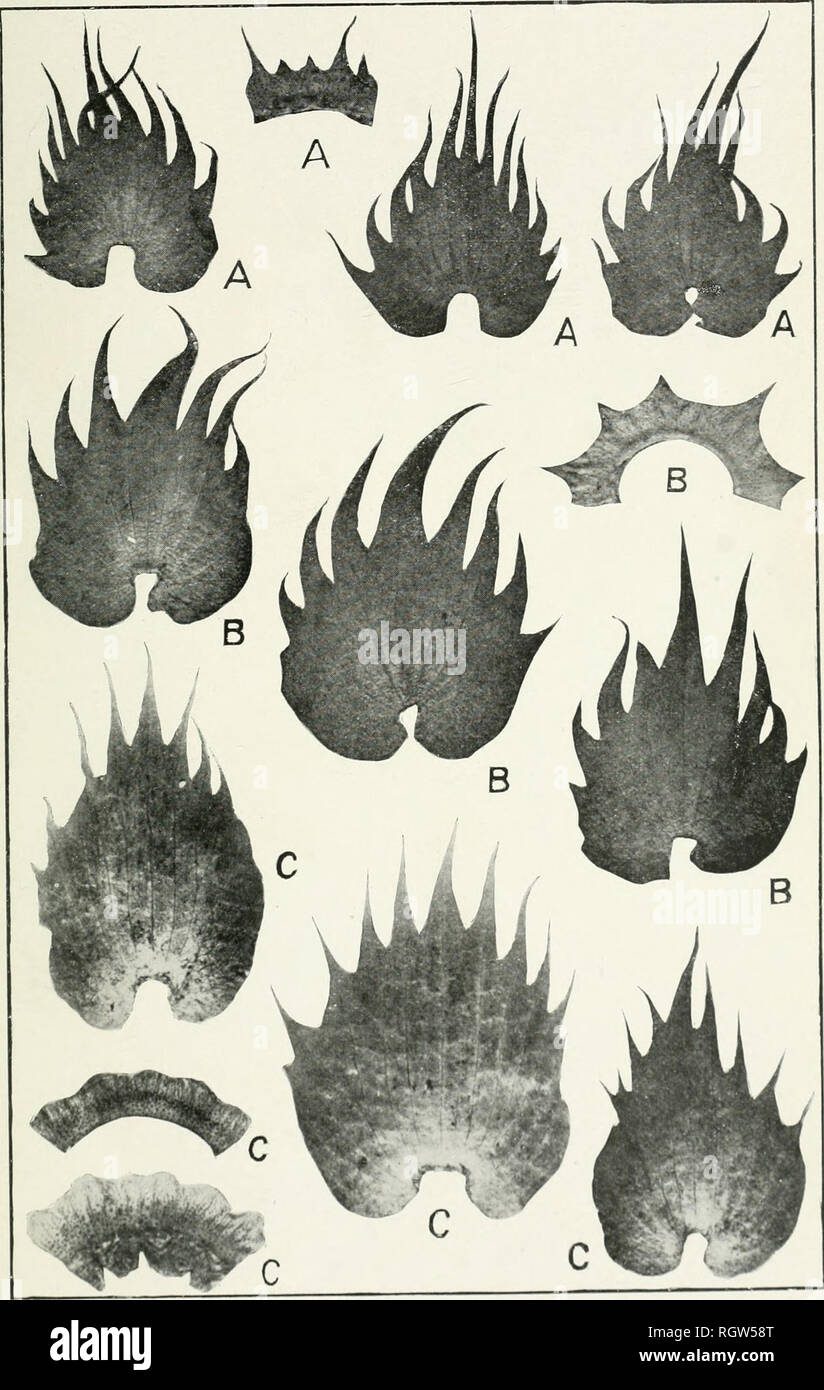 . Bollettino. 1901-13. Agricoltura; l'agricoltura. Bui. 210, Ufficio di presidenza di impiantistica industriale, U. S. Dipartimento di Agricoltura. Piastra V.. Brattee e i calici di cotone: A e B, Hindi-come Upland da Cochin Cina; C, una relativa della egiziano dall Africa centrale. (Naturale si/.o.). Si prega di notare che queste immagini vengono estratte dalla pagina sottoposta a scansione di immagini che possono essere state migliorate digitalmente per la leggibilità - Colorazione e aspetto di queste illustrazioni potrebbero non perfettamente assomigliano al lavoro originale. Stati Uniti. Ufficio di presidenza dell'impiantistica industriale, suoli, e ingegneria agricola. Washington Govt. Stampa. Spento Foto Stock
