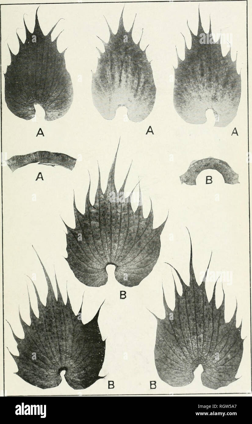 . Bollettino. 1901-13. Agricoltura; l'agricoltura. Bui. 21 0, Bureau dell'impiantistica industriale, U. S. Dipartimento di Agricoltura. Piastra IV.. Brattee e i calici di cotone: un, egiziano; B, Hindi ibrido. (Naluriil MM."). Si prega di notare che queste immagini vengono estratte dalla pagina sottoposta a scansione di immagini che possono essere state migliorate digitalmente per la leggibilità - Colorazione e aspetto di queste illustrazioni potrebbero non perfettamente assomigliano al lavoro originale. Stati Uniti. Ufficio di presidenza dell'impiantistica industriale, suoli, e ingegneria agricola. Washington Govt. Stampa. Spento Foto Stock