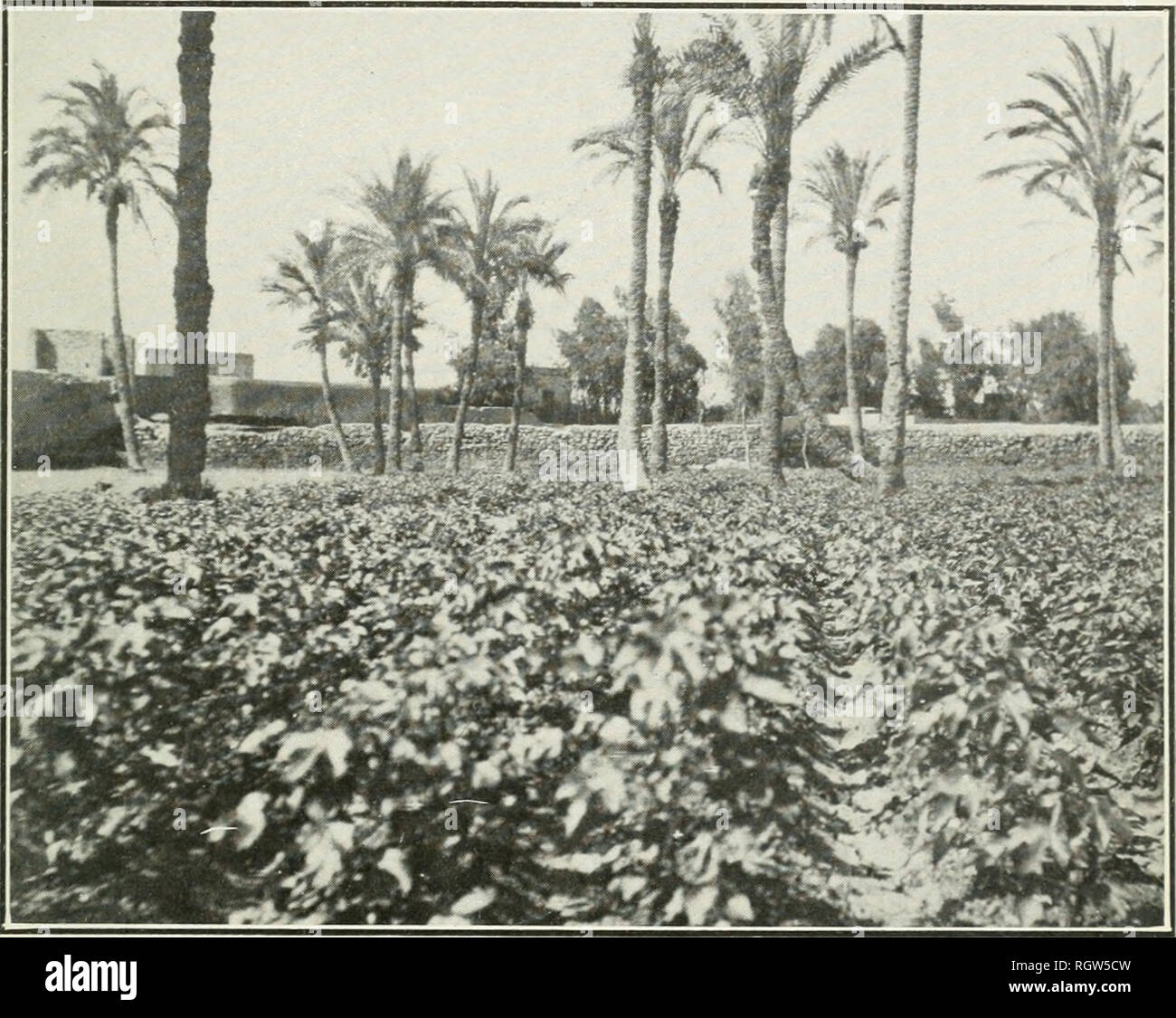 . Bollettino. 1901-13. Agricoltura; l'agricoltura. Bui. 210, Ufficio di presidenza di impiantistica industriale, U. S. Dipartimento di Agricoltura. Piastra I.. Fig. 1.-un campo di cotone egiziano intermiscelati con Hindi.. Si prega di notare che queste immagini vengono estratte dalla pagina sottoposta a scansione di immagini che possono essere state migliorate digitalmente per la leggibilità - Colorazione e aspetto di queste illustrazioni potrebbero non perfettamente assomigliano al lavoro originale. Stati Uniti. Ufficio di presidenza dell'impiantistica industriale, suoli, e ingegneria agricola. Washington Govt. Stampa. Spento Foto Stock