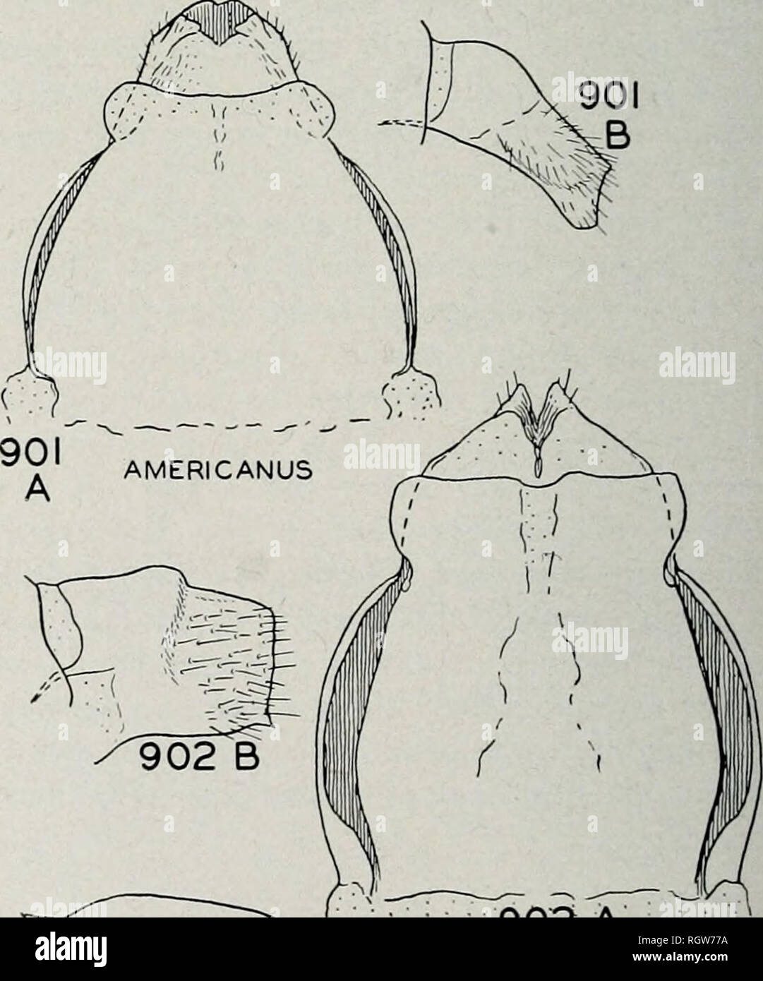 . Bollettino. Storia naturale; storia naturale. porzione marrone leggero, frons con una coppia di crema-contrassegni colorati lungo il margine laterale; sclerites toracica marrone scuro. Gambe con coxae marrone, il resto dei segmenti shad- ing a un castagno marrone, i bordi superiore ed inferiore dei femori nero. Frangia laterale presente sui segmenti 3-7. Caso.-la Fig. 904. Lunghezza 12 mm., quasi quadrata in sezione trasversale e liscia in out- linea, costruita da frammenti di legno. Adulti-lunghezza 9-11 mm. Testa, corpo, antenne e la maggior parte delle gambe marrone scuro a nero, Tarso biancastre e addome con una vasta linea laterale; ali bruno, frequenti Foto Stock