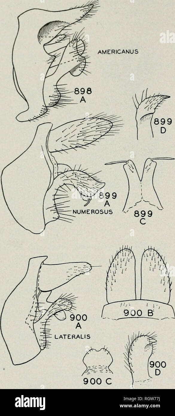 . Bollettino. Storia naturale; storia naturale. 264 Illinois Natural History Survey bollettino fol. 23, Art. 1. parte marrone leggero, frons con una coppia di crema-contrassegni colorati lungo il margine laterale; sclerites toracica marrone scuro. Gambe con coxae marrone, il resto dei segmenti shad- ing a un castagno marrone, i bordi superiore ed inferiore dei femori nero. Frangia laterale presente sui segmenti 3-7. Caso.-la Fig. 904. Lunghezza 12 mm., quasi quadrata in sezione trasversale e liscia in out- linea, costruita da frammenti di legno. Adulti-lunghezza 9-11 mm. Testa, corpo, antenne e la maggior parte delle gambe marrone scuro a nero, Tarso whiti Foto Stock