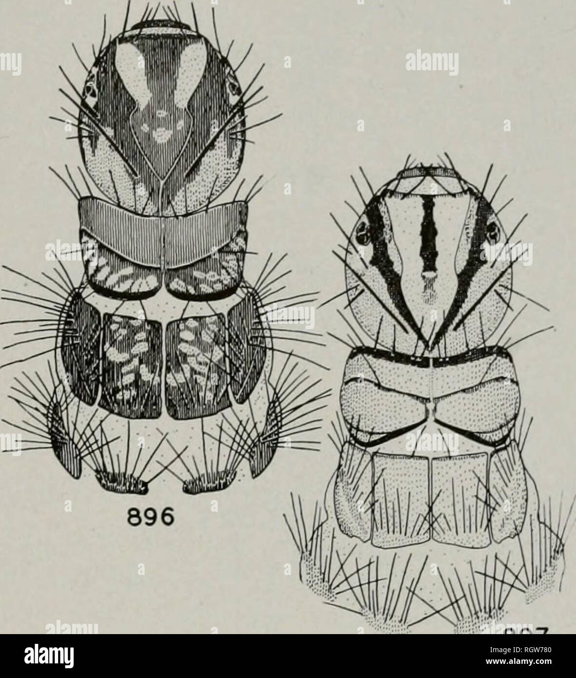 . Bollettino. Storia naturale; storia naturale. Agosto, 1944 Ross: Caddis mosche di Illinois 263 Burks, S S, $9,7 pupe, numerose larve; Kankakee River, 24 maggio 1937, H. H. Ross, $ S , 9 9; 5 maggio 1938, Ross &AMP; Burks, S $, 9 9, molte pupe; 19 agosto 1939, Ross &AMP; Burks, 1 larva; Maggio 1, 1941, T. H. Frison, 5 $ , 19. Brachycentrus Brachycentrus Curtis Curtis (1834, p. 216). Geno- tipo, monobasico: Brachycentrus subnubilus Curtis. Sphinctogaster Provancher (1877, p. 262). Il genotipo, monobasico: Sphinctogaster lutescens Provancher. Oligoplectnim McLachlan (1868, p. 297). Genotipo, dai successivi limita Foto Stock
