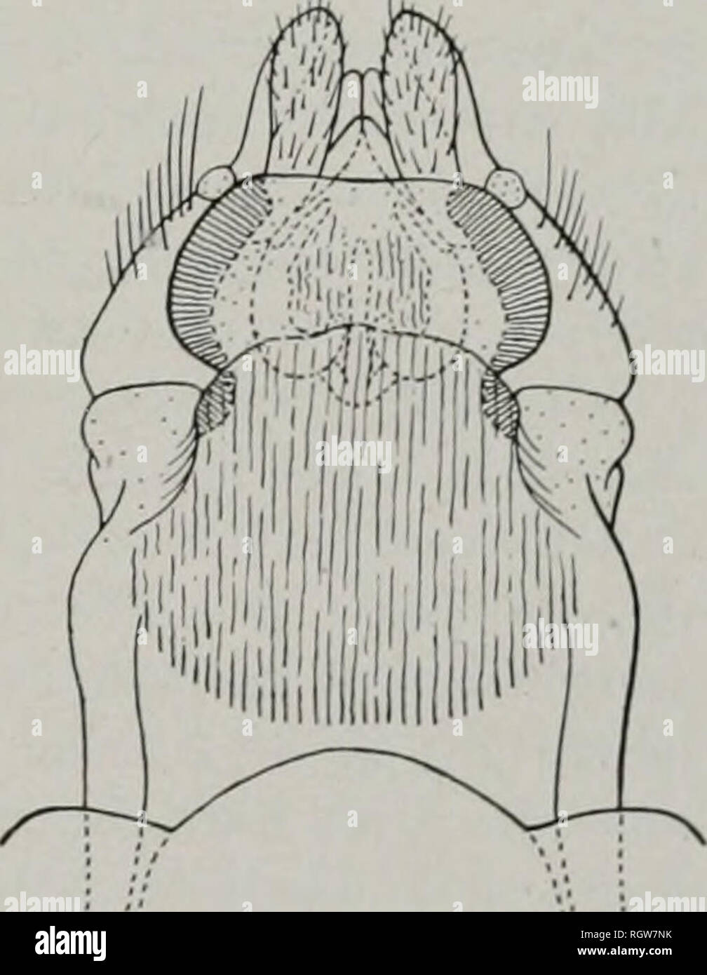 . Bollettino. Storia naturale; storia naturale. 832 OCHRACEA Figg. 825-832.-Oecetis, genitali femminili. Tutte le figure che illustrano l'aspetto ventrale; in fig. 825 La sternites parzialmente in spaccato per mostrare bursa copulatrix.. Si prega di notare che queste immagini vengono estratte dalla pagina sottoposta a scansione di immagini che possono essere state migliorate digitalmente per la leggibilità - Colorazione e aspetto di queste illustrazioni potrebbero non perfettamente assomigliano al lavoro originale. Illinois. Storia naturale divisione del sondaggio. Urbana, Stato di Illinois, Dipartimento di registrazione e di istruzione, Storia naturale divisione del sondaggio Foto Stock