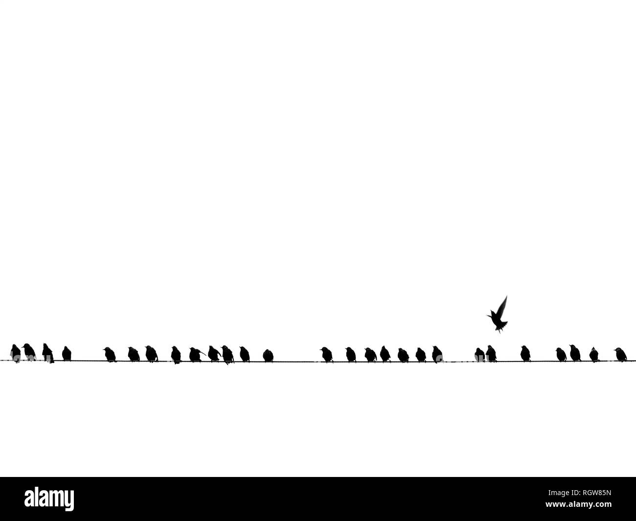Sfondo di uccelli neri su un filo isolato su bianco Foto Stock