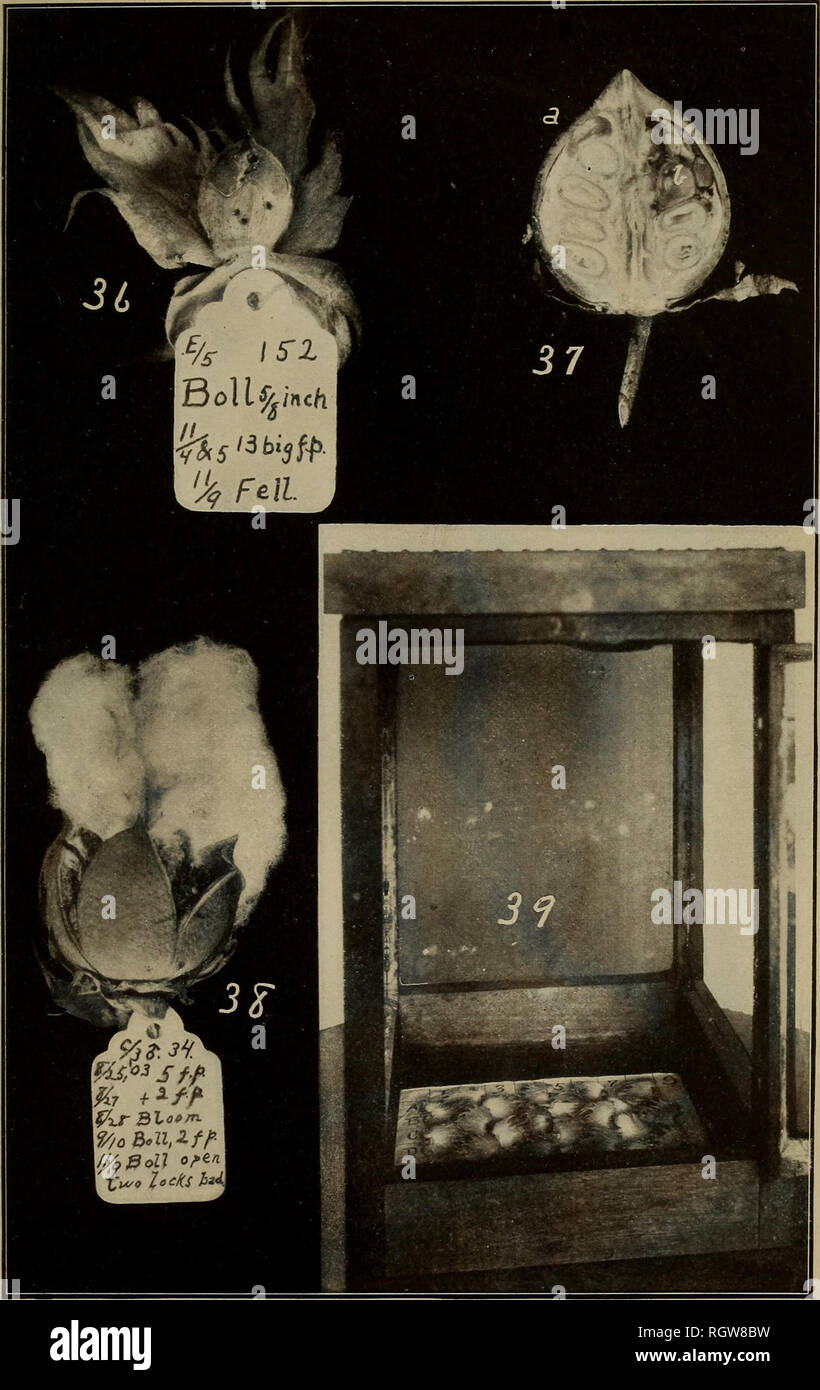 . Bollettino. Insetti; pesti di insetto; Entomologia; insetti; pesti di insetto; Entomologia. 51, l' Ufficio di presidenza di entomologia, U. S. Dipartimento di Agricoltura. Piastra IX.. Effetti del curculione alimentare su Bolls. Fig. 36, piccoli boll mostra di alimentazione 13 di forature; fij;. 37, la sezione di medie dimensioni feriti boll: un, puntura di alimentazione chiusa da woody growtfi: b, gelatinizzati area risultante dall alimentazione punc- tures; tig. 38, Boll avente due serrature distrutta da due forature di alimentazione realizzato da un maschio curculione; fig. 39. Il dispositivo usato per la prova relativa attrattiva della American e piazze egiziano-figg. 36, 38, ridotto a tre quarti na Foto Stock