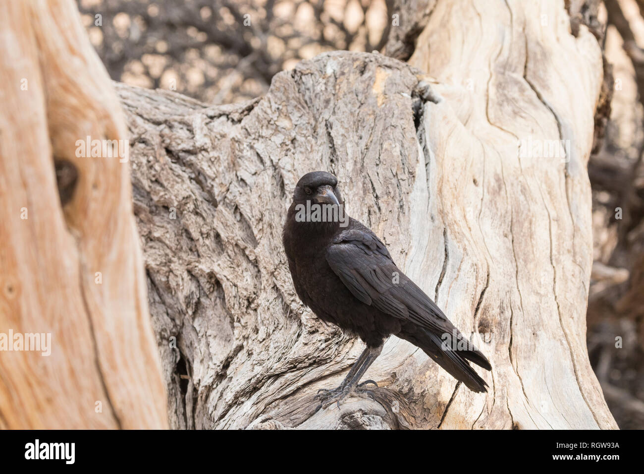 Corvo nero o Cape Crow, Corvus capensis, arroccato in una struttura ad albero Foto Stock
