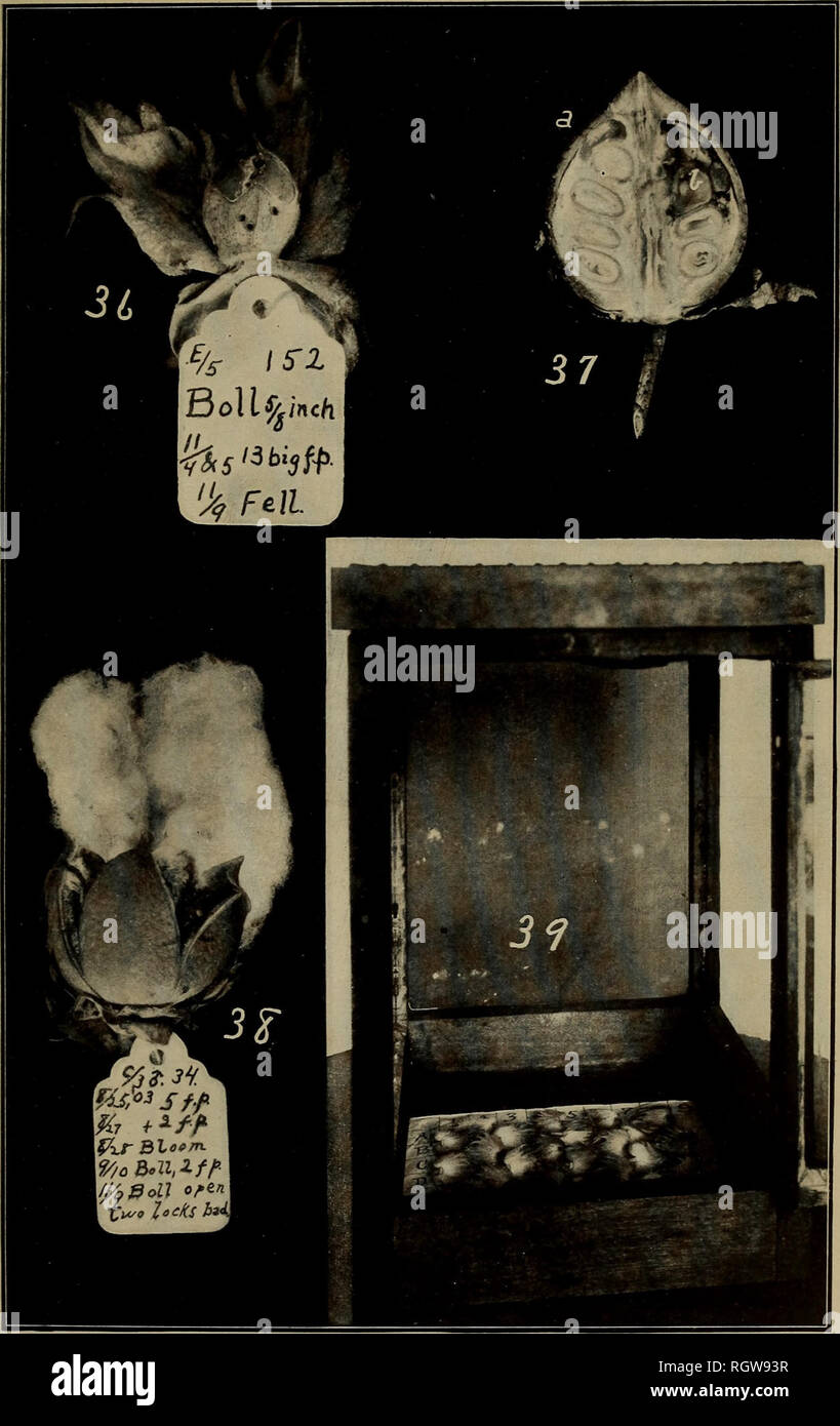 . Bollettino. Insetti; pesti di insetto; Entomologia; insetti; pesti di insetto; Entomologia. Lug. 51, l' Ufficio di presidenza di entomologia, U. S. Dipartimento di Agricoltura. Piastra IX.. Effetti del curculione alimentare su Bolls. Fig. 36, piccoli boll mostra 13 punture di alimentazione; fig. 37, la sezione di medie dimensioni feriti boll o. Foratura di alimentazione chiusa da woody crescita; b, gelatinizzati area risultante dall alimentazione punc tures; fig. 38, Boll avente due serrature distrutta da due forature di alimentazione realizzato da un maschio curculione di fig. 39, il dispositivo usato per la prova relativa attrattiva della American e piazze egiziano-figg. 36, 38. ridotto a tre quarti na Foto Stock