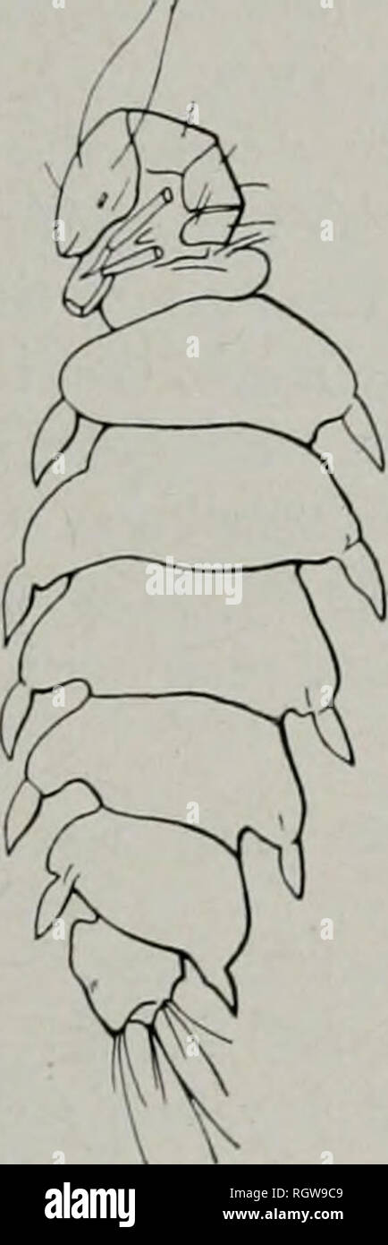 . Bollettino. Storia naturale; storia naturale. Agosto, 1944 Ross: Caddis mosche di Illinois 123 U , 6 $ . Richmond: Giugno 20, 1938, Burks &AMP; Boesel, 5$. Savana: Luglio 10, 1927, Frison &AMP; Glasgow, alla luce, 1 9. Spring Grove: Fish Hatchery, 10 maggio 1935, Frison &AMP; Ross, 1$ , 1 $ ; Giugno 9, 1938, Burks &AMP; Mohr, 5^, 5$ ; 17 giugno 1938, alla luce, Burks &AMP; Boesel, 1 9 ; Nippersink Creek, 17 giugno 1938, B. D. Burks, 2 9 ; pesce incubatoio, luglio 11, 1938, Burks &AMP; Riegel, 4 larve. Ithytrichia Ithytrichia Eaton Eaton (1873, p. 139). Il genotipo, monobasico: Ithytrichia lamellaris Eaton. La cu Foto Stock