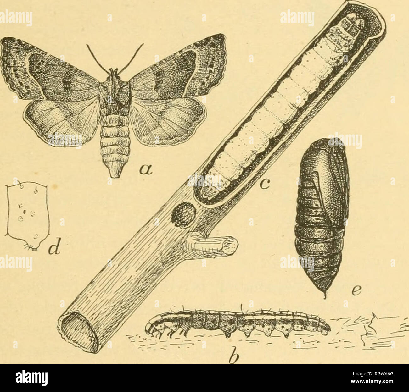 . Bollettino. Insetti; pesti di insetto; Entomologia; insetti; pesti di insetto; Entomologia. PAPAIPEMA NITELA. 39 ORTHOSOMA BRUNKEUM imporre. Una larva, probabilmente di questa specie è stato inviato all'Ufficio di presidenza di ento- mology dal prof. Wilmon Newell, da Villa Rica, Ga., dove si affermava di essere noioso nelle basi di cotone gTowing stocchi. È probabile che tale pregiudizio è più o meno accidentali. La larva di solito funziona in legno morto; ed eventualmente dove legno morto si è verificato nel campo di cotone ed è stato arato, il larvee potrebbe avere attaccato il cotone. ONCIDERES OINGULATA Sa}'. In Octol)er, 1904, numerose speci Foto Stock