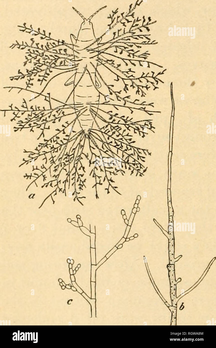 . Bollettino. Insetti; pesti di insetto; Entomologia; insetti; pesti di insetto; Entomologia. 14 frutta decidue insetti e insetticidi. Thrips sono in terra tutti del tempo di tMs, e per la maggior parte alla portata del coltivatore, ma maturo e arrivare sugli alberi in marzo e aprile, prima della primavera la coltivazione è iniziato. Nemici naturali. La pera thrips è largamente protetto da preaaceous ordinario e insetti parassiti, perché si spende tanto tempo nascosto nel terreno. Un parassita successfid deve in modo parallelo la vita del suo ospite e non abbiamo riscontrato nessun insetto che segue quindi il p Foto Stock