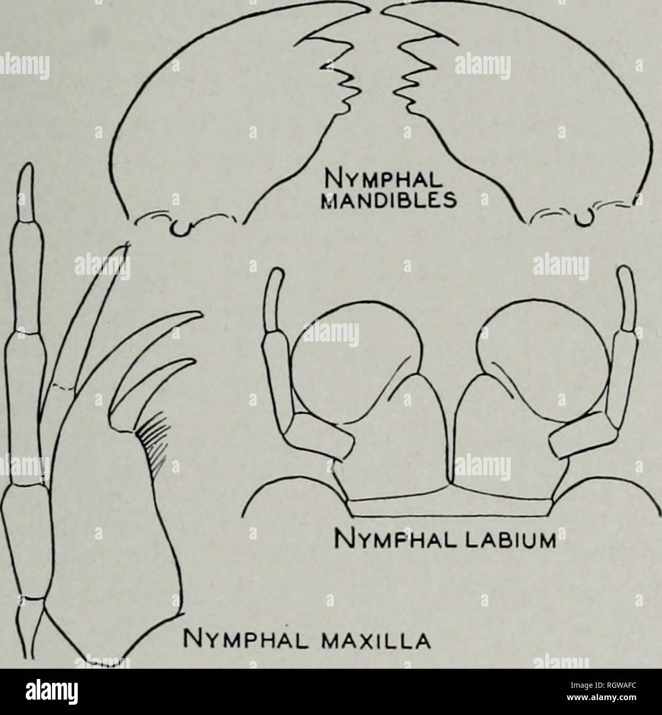 . Bollettino. Storia naturale; storia naturale. Settembre, 1942 carcere: North American plecotteri 287. Nymphal mascella Fig. 54.-Claassenia arctica. elencati sopra, ho presente i seguenti dati aggiuntivi dall'Illinois Storia Naturale di raccolta del sondaggio. Montana.-Varney, Madison River: Luglio 29, 1937, P. Jennings, 1 ninfa. Glacier Na- zionale Park, Logging Creek: Luglio 11, 1940, H. H. &AMP; J. A. Ross, 2 ninfe, 1 esuvia. Dakota del Sud.-Spearfish: Luglio 25, 1924, ho ; Luglio 27, 1940, T. H. prigione &AMP; T. H. prigione, Jr., 3 exuviae. Washington.-Seattle: C. V. Piper (col- sempre lezione di N. Banks), $ ; Ceda Foto Stock