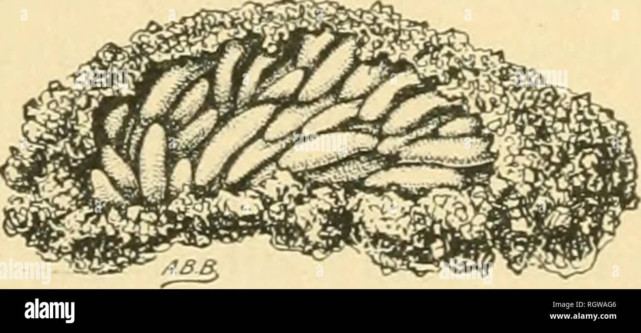 . Bollettino. Insetti; pesti di insetto; Entomologia; insetti; pesti di insetto; Entomologia. Fig. 10.-Melanoplus differentialis: giovane Ninfa-allargato (autore dell'illustrazione). tali situazioni vecchi log sono stati coperti con i giovani per essere com- pletamente annerito da loro. Il "stand"" di giovani il mais e il cotone ha avuto airead}" stata distrutta su molti acri di terreno. In un campo in cui essi sono apparsi per la prima volta, il Sig. Brown aveva usato a secco Parigi verde e avevano in gran parte controllato il pregiudizio. È stato riscontrato che mediante aratura dei campi in cui il supporto era stato gravemente ferito o era scadente, un gran numero di giovani tramogge wer Foto Stock