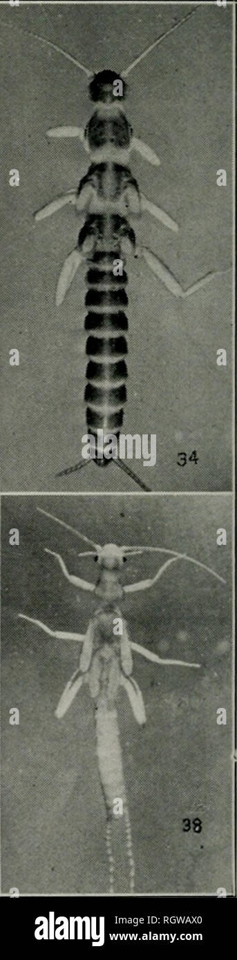 . Bollettino. Storia naturale; storia naturale. 37. Figg. 31-38. Vista dorsale di ninfe: 31, femmina di Stj-ophopteryx fasciata (Burmeister); 32, maschio di Tarnioptenjx 7iivalis (Fitch); 33, maschio di AUocapnia vivipara (Claassen); 34, femmina di .4. vivi- para (Claassen); 35, femmina di A. granulata (Claassen); 36, maschio di A. recta (Claassen) ; 37, femmina di A. recta (Claassen); 38, maschio di Lcuctra claas.seni Frison.. Si prega di notare che queste immagini vengono estratte dalla pagina sottoposta a scansione di immagini che possono essere state migliorate digitalmente per la leggibilità - Colorazione e aspetto di queste illustrazioni potrebbero non perf Foto Stock