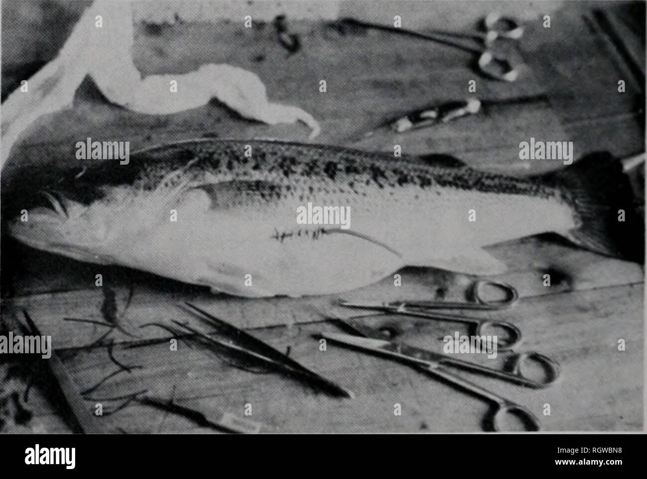 . Bollettino. Storia naturale; storia naturale. Impianto chirurgico di un trasmettitore radio in un largemouth bass. misurare per confrontare l'attività di pesce essere- tween aree di studio. La media finale preferiscono- spia rossa della temperatura (°C) è stata determinata per il pesce osservato sei o più volte duringju- ly ed agosto. I dati sono stati analizzati utilizzando l'analisi statistica sistema (SAS) procedura GLM (Barr et al. 1976) su un IBM 360/75 computer presso l'Università di Il- linois Urbana campus. Analisi della varianza è stata usata per confrontare la media giornaliera di movimento del radio-pesci marchiati; area studio (riscaldata e non riscaldata, e transi- tio Foto Stock