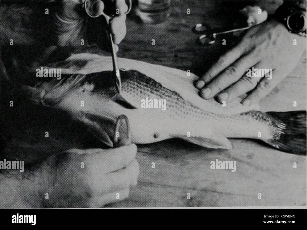 . Bollettino. Storia naturale; storia naturale. 562 Illinois Natural History Survey Bulletin Vol. 32, Art. 4. Impianto chirurgico di un trasmettitore radio in un largemouth bass. misurare per confrontare l'attività di pesce essere- tween aree di studio. La media finale preferiscono- spia rossa della temperatura (°C) è stata determinata per il pesce osservato sei o più volte duringju- ly ed agosto. I dati sono stati analizzati utilizzando l'analisi statistica sistema (SAS) procedura GLM (Barr et al. 1976) su un IBM 360/75 computer presso l'Università di Il- linois Urbana campus. Analisi della varianza è stata usata per confrontare la media giornaliera di movimento del ra Foto Stock