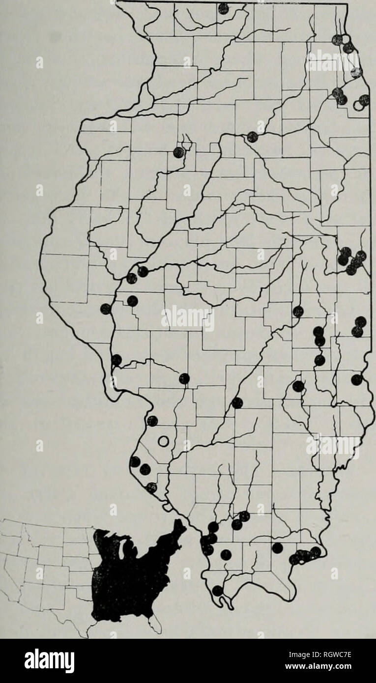 . Bollettino. Storia naturale; storia naturale. Novembre, 1961 Smith: Anfibi e Rettili di Illinois 91. Fig. 77.-la distribuzione di Hyla senape. La sottospecie senape avviene in tutta l'Illinois principalmente in ampie zone boschive. Cerchi pieni indicano le località rappresentato da campioni esaminati nel corso di questo studio; cerchi aperti, località rappresentato da record pubblicato ritenuto essere valido. La mappa inferiore mostra la gamma totale delle specie nel ITnited membri. Hyla versicolor versicolor Le Conte orientale Treefrog grigio Hyla versicolor Le Conte 1825:281 (tipo lo- zione gli effetti dovuti alla ciclicità: stato settentrionale Foto Stock
