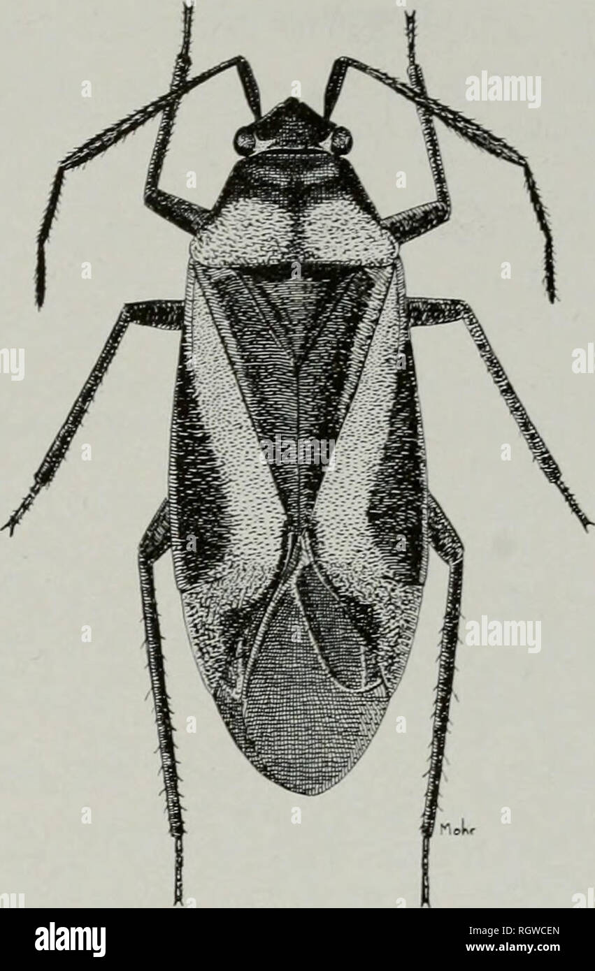 . Bollettino. Storia naturale; storia naturale. Fig. 132.- genitali maschili di claspers f.abopidea alia. Illinois record.-sedici maschi e 15 femmine, adottate il 7 maggio a ottobre, sono da verde contea, Alto Pass, Anna, Cache, Cobden, Dongola, Elizabethtown, Fontana Bluff, Grand Tower, Olney, Rattlesnake traghetto, Urbana. Heterocordylus Fieber Heterocordylus malinus Reuter Heterocordylus malinus Reuter (1909, p. 71). Maschio.-Lunghezza 6.20, larghezza 2.20. Larghezza testa 1.12, vertex 0,58. Antenne, primo seg- ment, lunghezza 0,47; secondo, 1,80, spessore massimo pari a quella del primo tratto, tomentosità prominente, bla Foto Stock