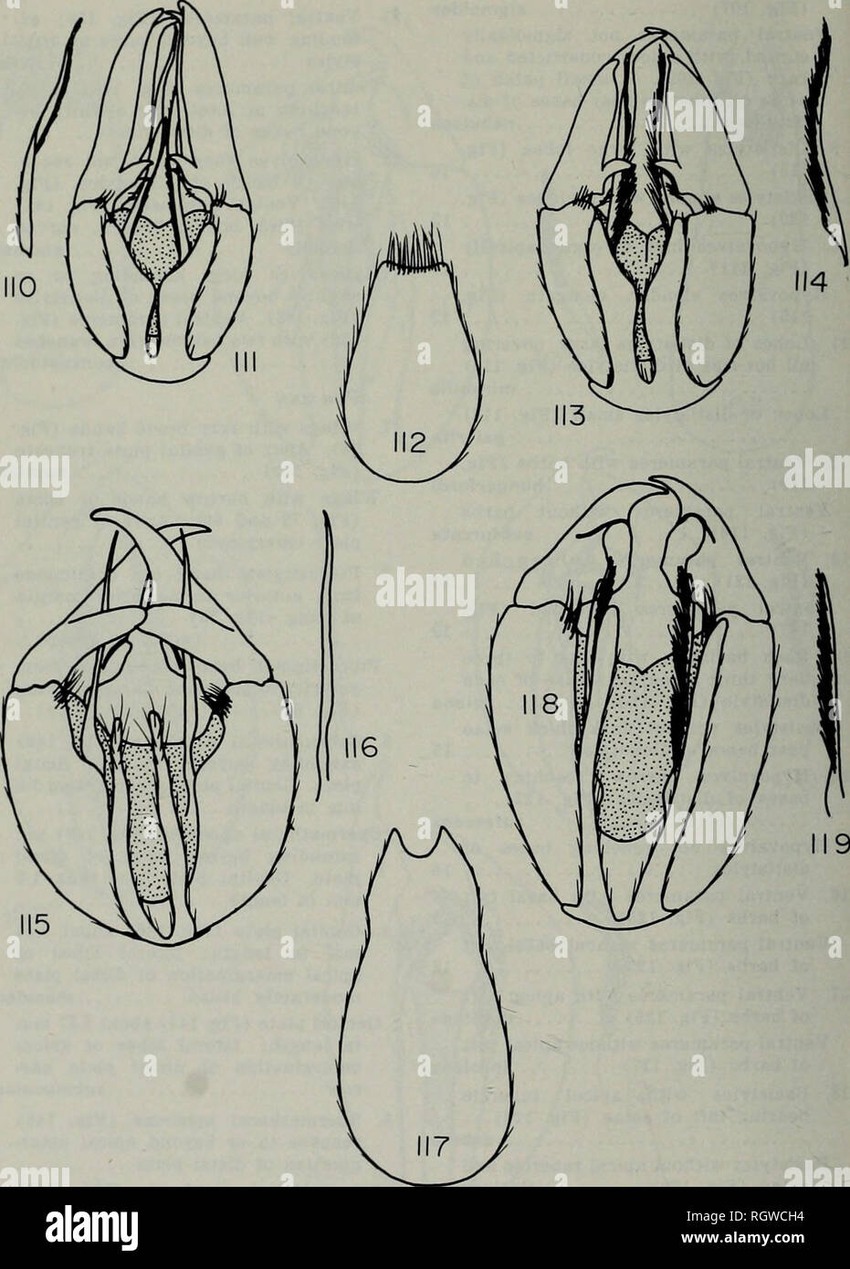 . Bollettino. Storia naturale; storia naturale. 288 Illinois Natural History Survey Bulletin Vol. 31, Art. 7 Primo posto marginale assente. Piastra genitale (Fig. 147 e 149) di forma oblunga o ovale, 1,5 mm o meno di lunghezza .... Piastra genitale (Fig. 149) oblunga, con- limitato basally nebulosa acuta. Fig. 110-119.-Panorpa termlnalia maschio. 110.-P. mirabilis. Paramere ventrale. 111.- vista ventrale di termlnalia. 112.-P. galerita. Vista dorsale del nono tergum. 113.-vista ventrale di termlnalia. 1 1 4.-paramere ventrale. 1 1 5.-P. subfurcata. Vista ventrale di terminalia. 116.-paramere ventrale. 117-vista dorsale del nono t Foto Stock