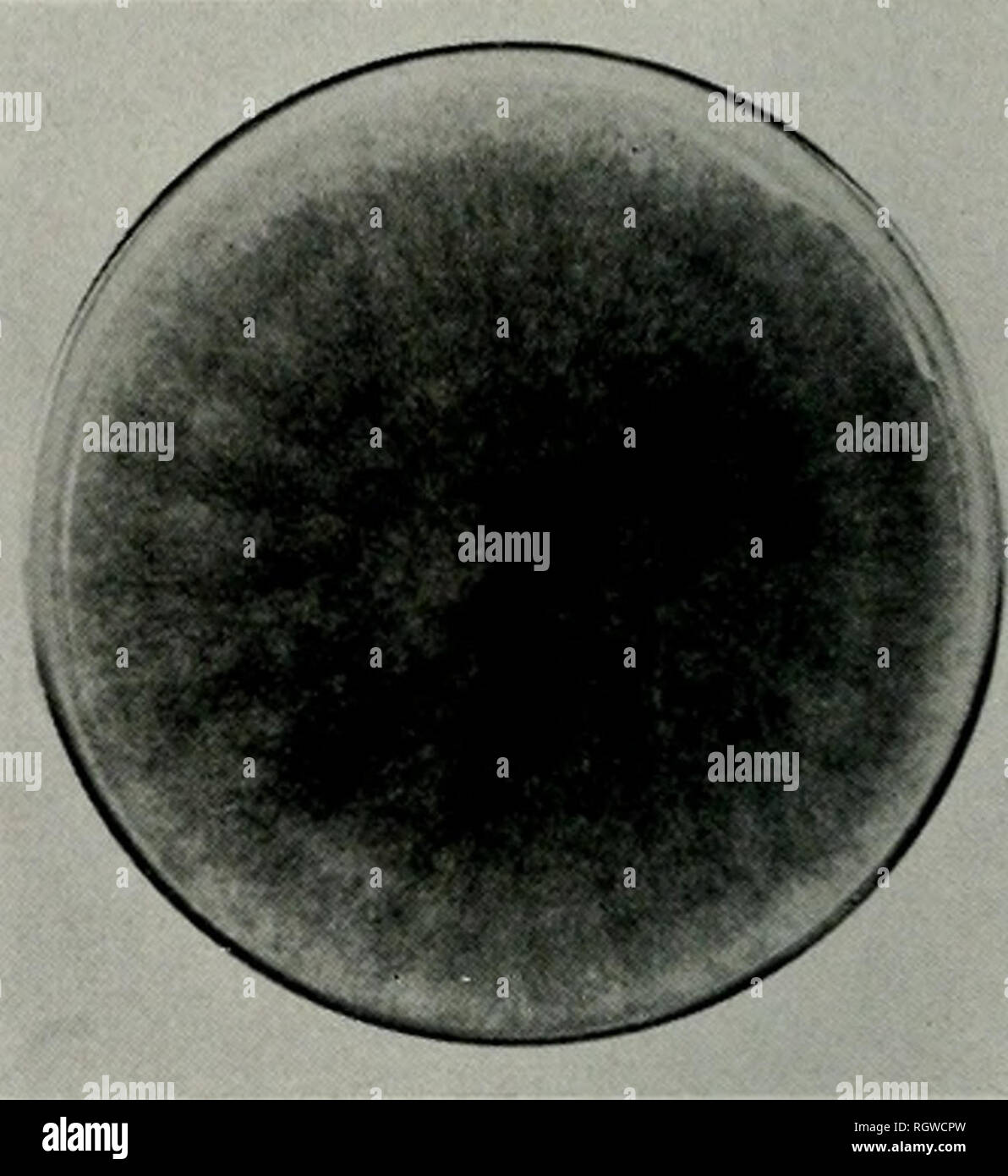 . Bollettino. Storia naturale; storia naturale. 226 ILLINOIS NATURAL HISTORY SURVEY BULLETIN Vol. 21, Art. 6 Il legno era adiacente alla base di un dis- alleggerite regione che ha mostrato un progressivo deperimento vegetativo. Entrambi Chaelrjinium Cytnspora e sono stati ottenuti da questo campione di deperimento. Il legno di vita da cui è stato Chaetomium iso- affini ha dimostrato nero, scolorito striature che sembravano essere identici con le striature nere che sono comunemente associati con infezioni Dothiorella di quercia, come illustrato in fig. 3. Il Chaetomium discussi qui pro- duces appendaged bruno-nera, ovoidale, perithecia membranosa in abbondanza su Foto Stock