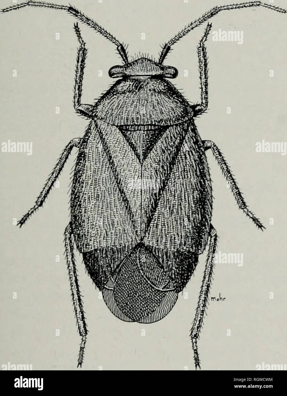 . Bollettino. Storia naturale; storia naturale. Settembre, 1941 Knight: Impianto di bug o Miridae, dell'Illinois 81 stabilimento alimentare.-Cup impianto {Silphium per- foliatum). Distribuzione nota.-Illinois, Iowa, Kansas. Illinois record.-Charleston: Giugno 14, 1931, H. H. Ross, 1 &LT;5 . Hardin: Giugno 5, 1932, H. L. Più dozier, 1 $ . Unione occidentale: Giugno 14, 1930, il Silphium sp., T. H. prigione, 4i , 1 9 ; 26 giugno 1932, Ross &AMP; più dozier, U, 19. a tomentosità brunastro. Le gambe per la maggior parte in bianco e nero, con punte dei femori leggermente più pallida; tibiae pallido a bruno, più scuro sulla metà basale, hind coppia quasi nero; tarso pallido, segmento apicale bla Foto Stock