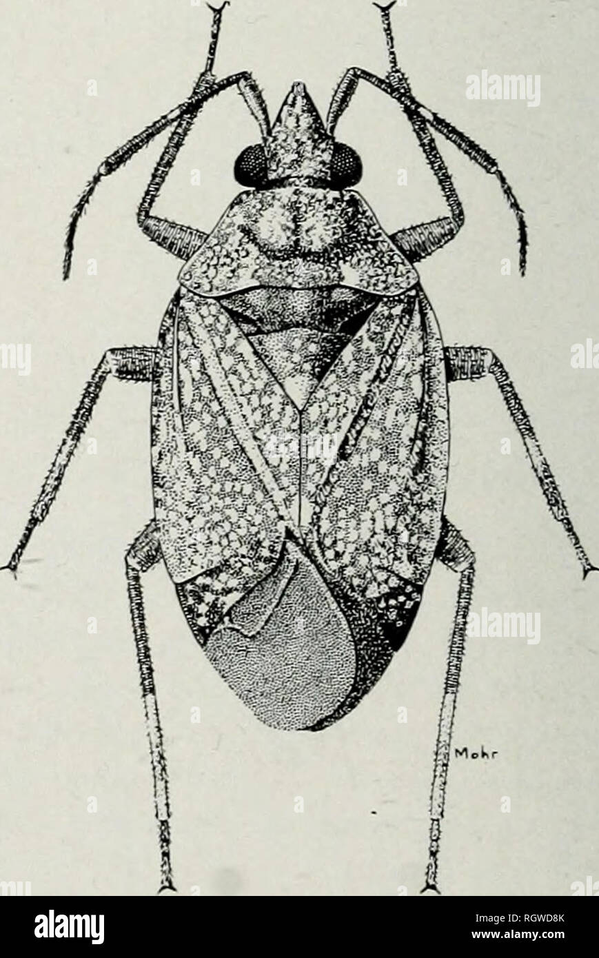 . Bollettino. Storia naturale; storia naturale. 62 Illinois Natural History Survey Bulletin Vol. 22, Art. 1 distribuzione nota descritta da Indiana e quanto riportato dalla Alabama, Florida, Illinois, Minnesota, Missouri, North Carolina, Pennsylvania, Tennessee. Illinois record.-Beverly Hills: Agosto 27, 1908, W. J. Gerhard, 1 $ . Carbonio- dale: Agosto 21, 1891, Hart &AMP; Shiga, 1 ninfa. Dubois: Giugno 21, 1905, I9. Galesburg: Sett, Stromberg, $ , 1 $ . L'Avana: Agosto 16, 1883, 1 ninfa. Monte Carmelo: Giugno 30, 1906, 2$. Olive Branch: Sett. 29, 1909, W. J. Gerhard, 1$, FM. Urbana: Giugno 16, 1887, ele Foto Stock