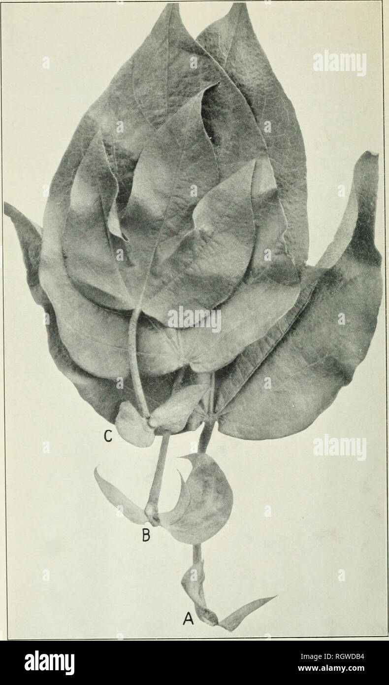 . Bollettino. 1901-13. Agricoltura; l'agricoltura. BuL 256, Bureau dell'impiantistica industriale, U. S. Dipartimento di Agricoltura. Piastra VI.. Il cotone egiziano lascia da tre successivi internodi, ^, -". c. Che mostra le variazioni della lama e Stipules. (Dimensione naturale.). Si prega di notare che queste immagini vengono estratte dalla pagina sottoposta a scansione di immagini che possono essere state migliorate digitalmente per la leggibilità - Colorazione e aspetto di queste illustrazioni potrebbero non perfettamente assomigliano al lavoro originale. Stati Uniti. Ufficio di presidenza dell'impiantistica industriale, suoli, e ingegneria agricola. Washington Govt. Stampa. Spento Foto Stock