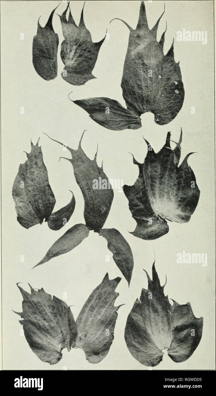 . Bollettino. 1901-13. Agricoltura; l'agricoltura. Bui. 256, Ufficio di presidenza di impiantistica industriale, U. S. Dipartimento di Agricoltura. Piastra IV.. Brattee anormale di cotone egiziano, con elementi Stipular non completamente uniti. (Dimensione naturale.). Si prega di notare che queste immagini vengono estratte dalla pagina sottoposta a scansione di immagini che possono essere state migliorate digitalmente per la leggibilità - Colorazione e aspetto di queste illustrazioni potrebbero non perfettamente assomigliano al lavoro originale. Stati Uniti. Ufficio di presidenza dell'impiantistica industriale, suoli, e ingegneria agricola. Washington Govt. Stampa. Spento Foto Stock