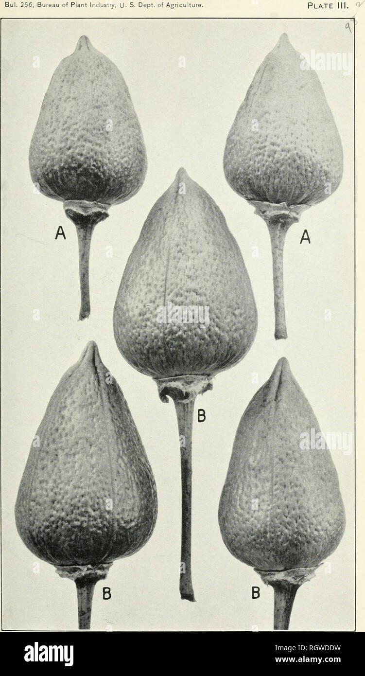 . Bollettino. 1901-13. Agricoltura; l'agricoltura. Bui. 256, Ufficio di presidenza di impiantistica industriale, U- S. Dipartimento di Agricoltura. Bolls di Egyptian-Upland ibridi: .1, dalla pianta genitore; B, da piante cresciute da talee. (Dimensione naturale.). Si prega di notare che queste immagini vengono estratte dalla pagina sottoposta a scansione di immagini che possono essere state migliorate digitalmente per la leggibilità - Colorazione e aspetto di queste illustrazioni potrebbero non perfettamente assomigliano al lavoro originale. Stati Uniti. Ufficio di presidenza dell'impiantistica industriale, suoli, e ingegneria agricola. Washington Govt. Stampa. Spento Foto Stock
