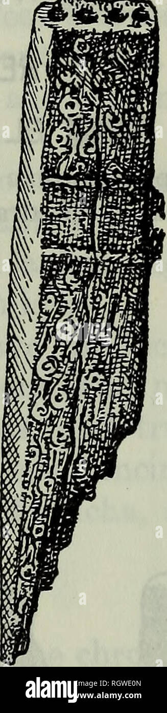 . Bollettino. Etnologia. $¥&lt;i.0 mt,M 000. Figura 58.-Humahuaca artefatti. A sinistra: Corno di osso. Destra: panpipes in legno. (One-quinta dimensione effettiva.) (la cortesia del Museo Argentino de Ciencias Naturales e il Museo Etnografico de la Facultad de Filosoffa y Letras, Buenos Aires.) che questi Indiani hanno avuto grande rispetto per i morti è evidente dalle loro pratiche funebri e dalla cura con cui sono collocati vicino a loro oggetti personali, così come il cibo e la bevanda che si credeva tbey potrebbe aver bisogno. Pratiche funerarie distinguere la Quebrada da Puna. Nella ex era usanza seppellire i Foto Stock