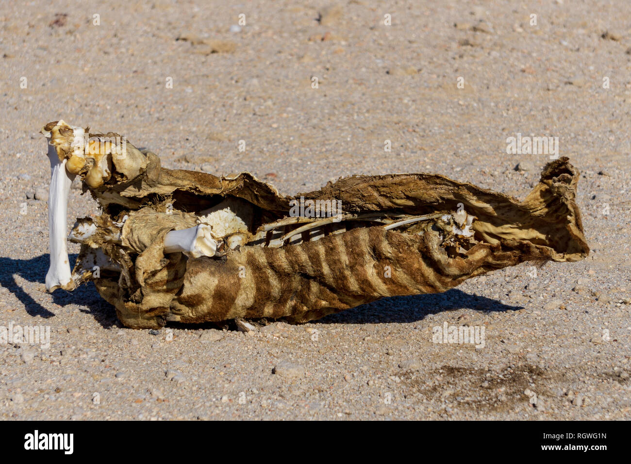 Dead springbok sulla sabbia rossa del deserto in Africa, Namibia. Foto Stock