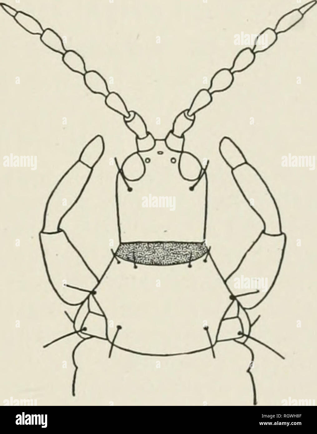 . Bollettino. Storia naturale; storia naturale. 369 Trichothrips bujfcu sp. nov. (Fig. 5). Femmina.-Lunghezza di circa 1.9 mm. Il colore generale nero; antenna segmenti 1-3, Tarso, e delle articolazioni delle gambe, solitamente marrone giallastro. Capo quasi larga quanto lunga, ampiamente arrotondati nella parte anteriore; guance sHght ly convergenti posteriormente; laterale e superfici dorsale percettibilmente trans versely striate, scarsamente, brevemente, e scarsamente visibilmente spinose; postoculai setole blunt, leggermente più lungo rispetto agli occhi. Gli occhi di quasi un terzo come lungo come la testa. Ocelli antero; ocellus anteriore poco sovrastante. Un- tennee leggermente più Foto Stock
