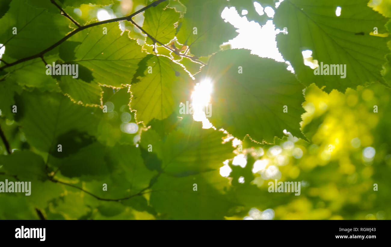 La natura dello sfondo con fogliame e sun razzi lente Foto Stock